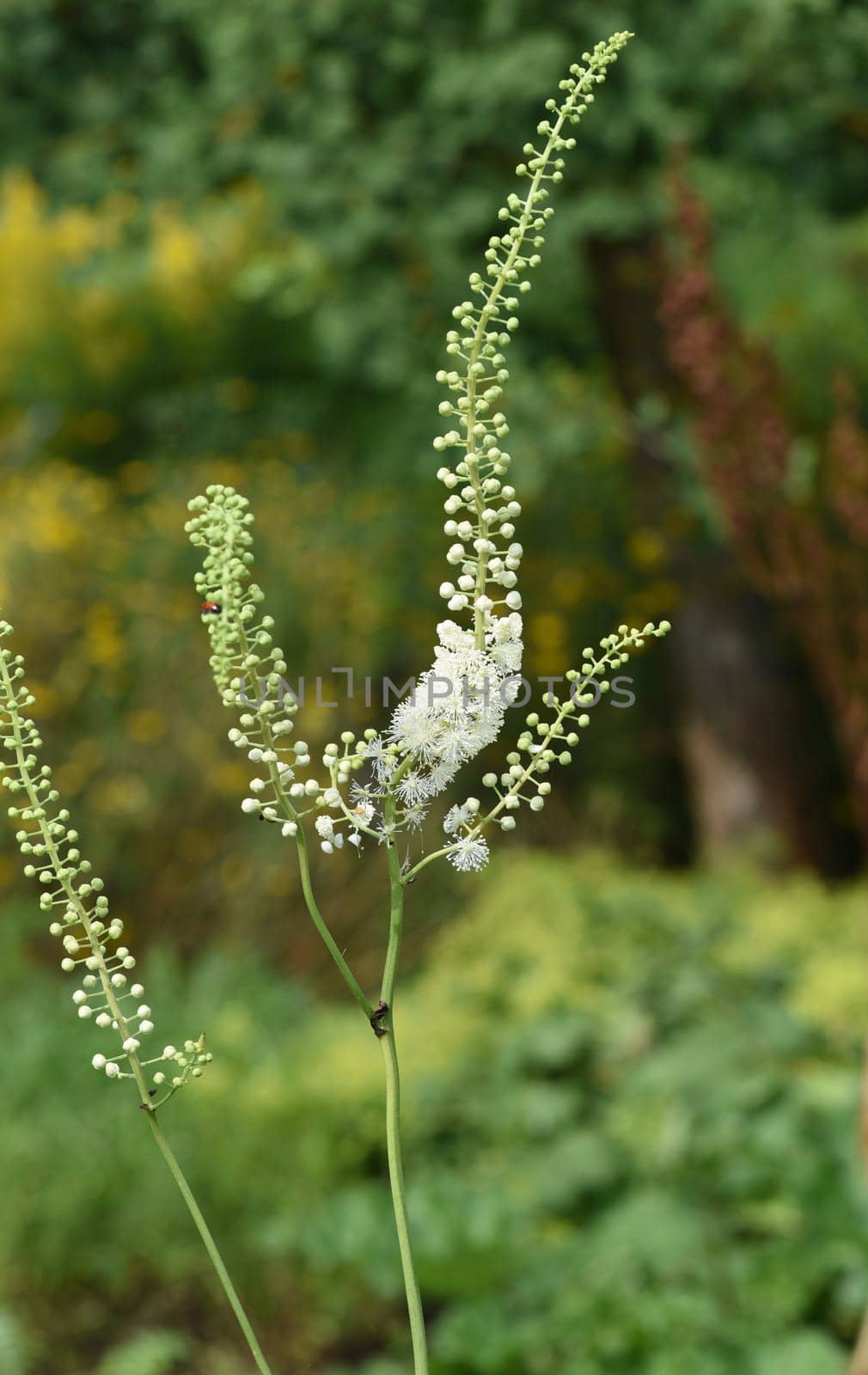 Black cohosh,Cimicifuga racemosa is an important medicinal and medicinal plant. Black cohosh,Cimicifuga racemosa is an important medicinal and medicinal plant.