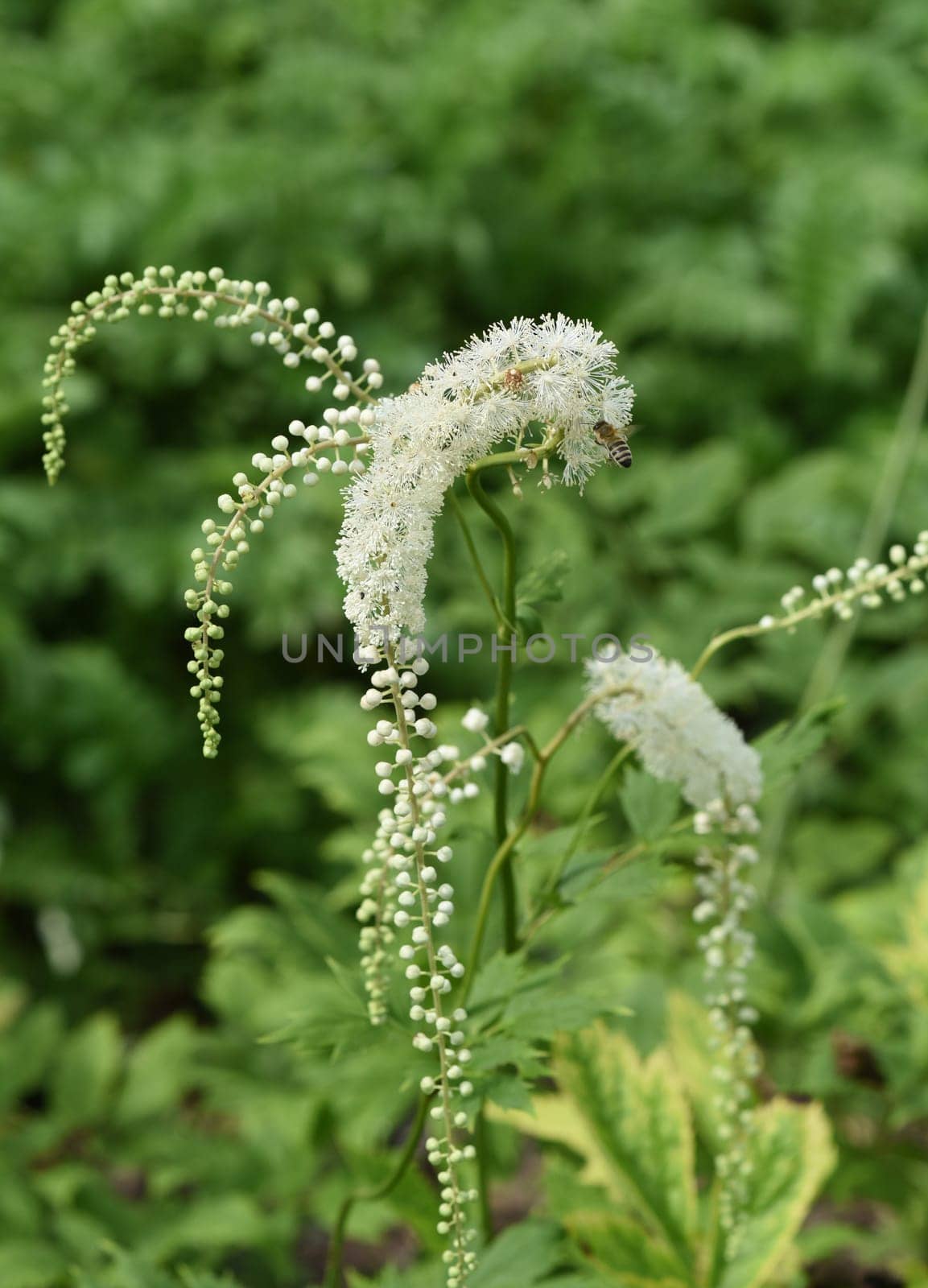 Black cohosh,Cimicifuga racemosa is an important medicinal and medicinal plant. Black cohosh,Cimicifuga racemosa is an important medicinal and medicinal plant.