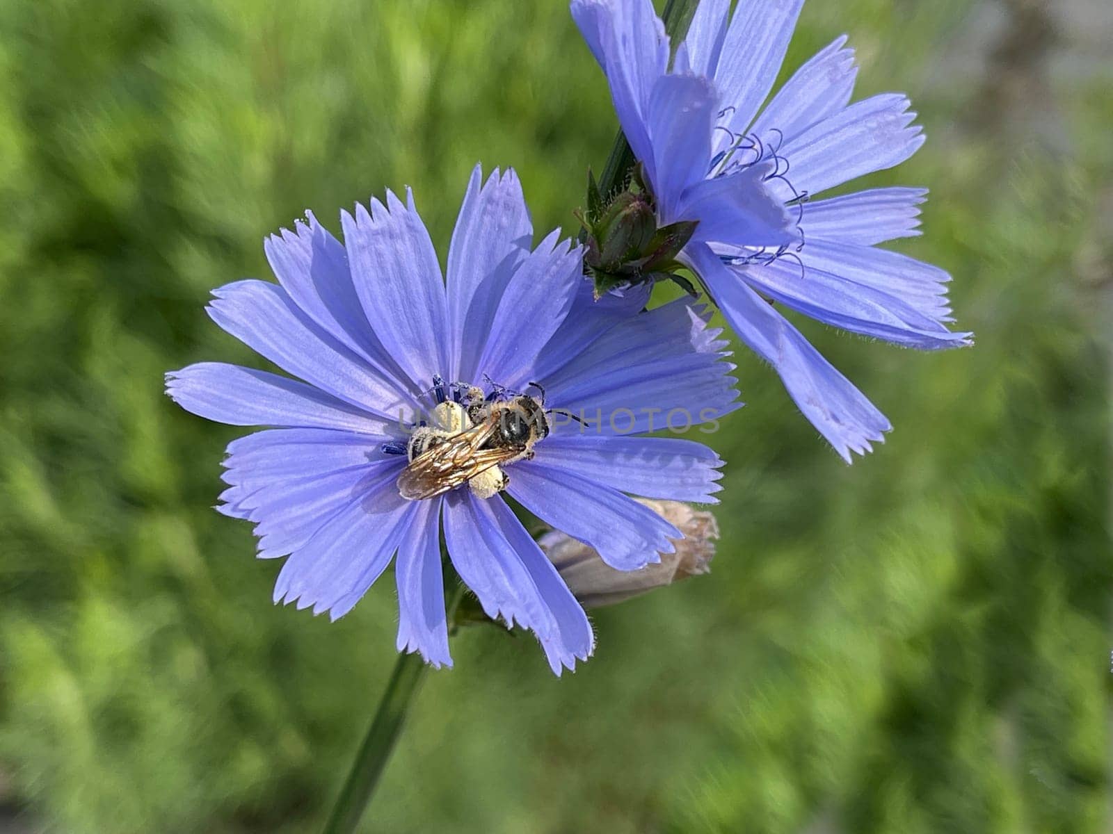 Cichorium intybus,is a wild and medicinal plant with blue flowers. The flowers are edible. Chicory,Cichorium intybus,is a wild and medicinal plant with blue flowers. The flowers are edible.