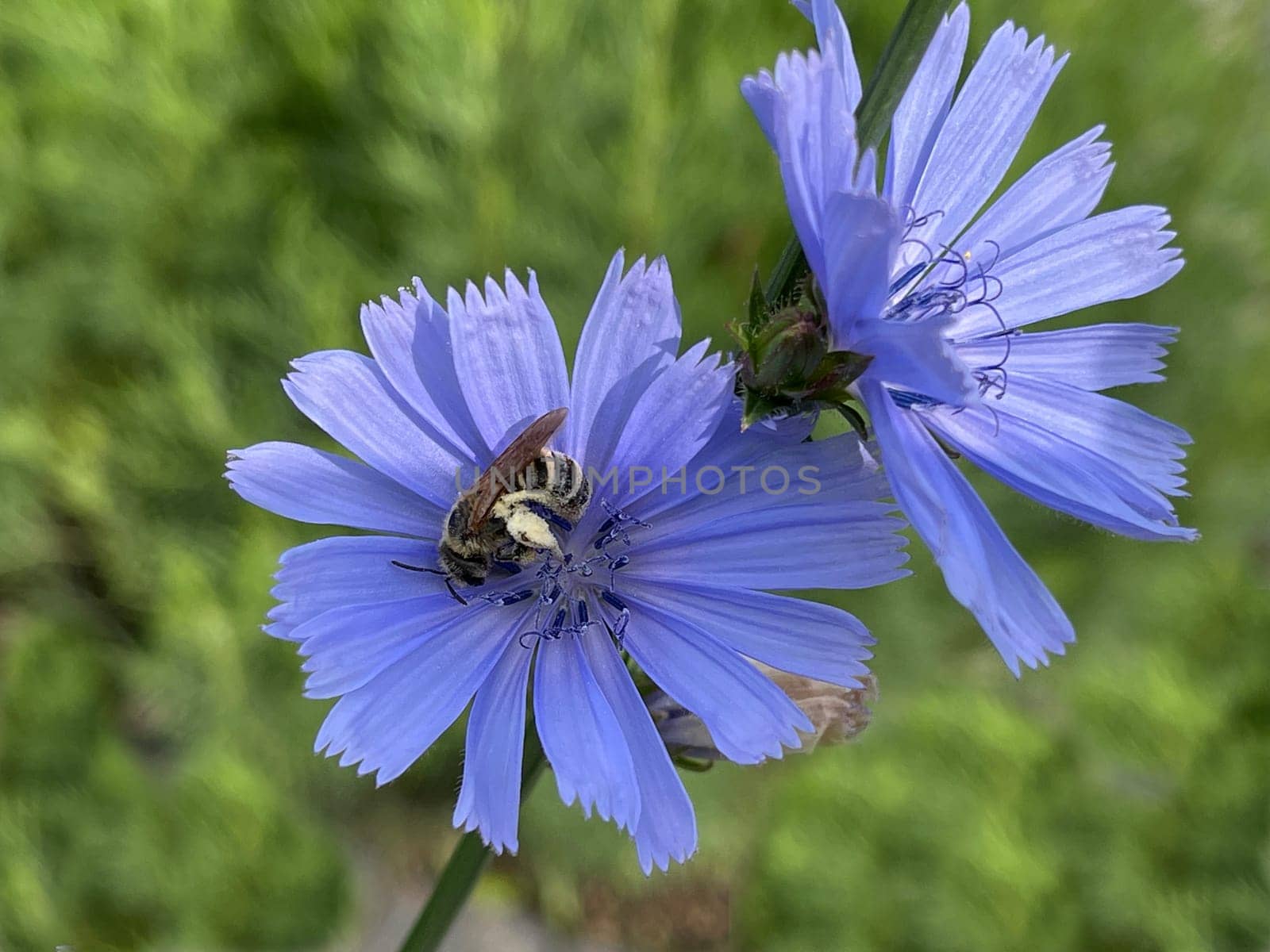 Cichorium intybus,is a wild and medicinal plant with blue flowers. The flowers are edible. Chicory,Cichorium intybus,is a wild and medicinal plant with blue flowers. The flowers are edible.