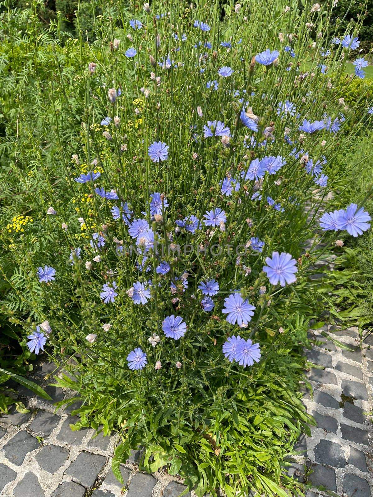 Cichorium intybus,is a wild and medicinal plant with blue flowers. The flowers are edible. Chicory,Cichorium intybus,is a wild and medicinal plant with blue flowers. The flowers are edible.