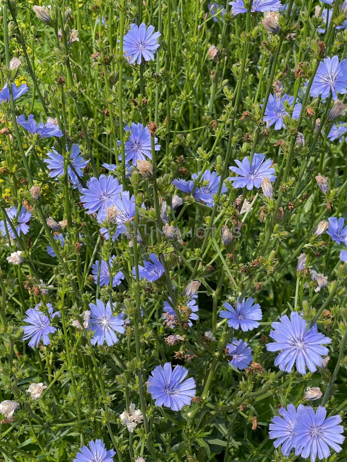 Cichorium intybus,is a wild and medicinal plant with blue flowers. The flowers are edible. Chicory,Cichorium intybus,is a wild and medicinal plant with blue flowers. The flowers are edible.