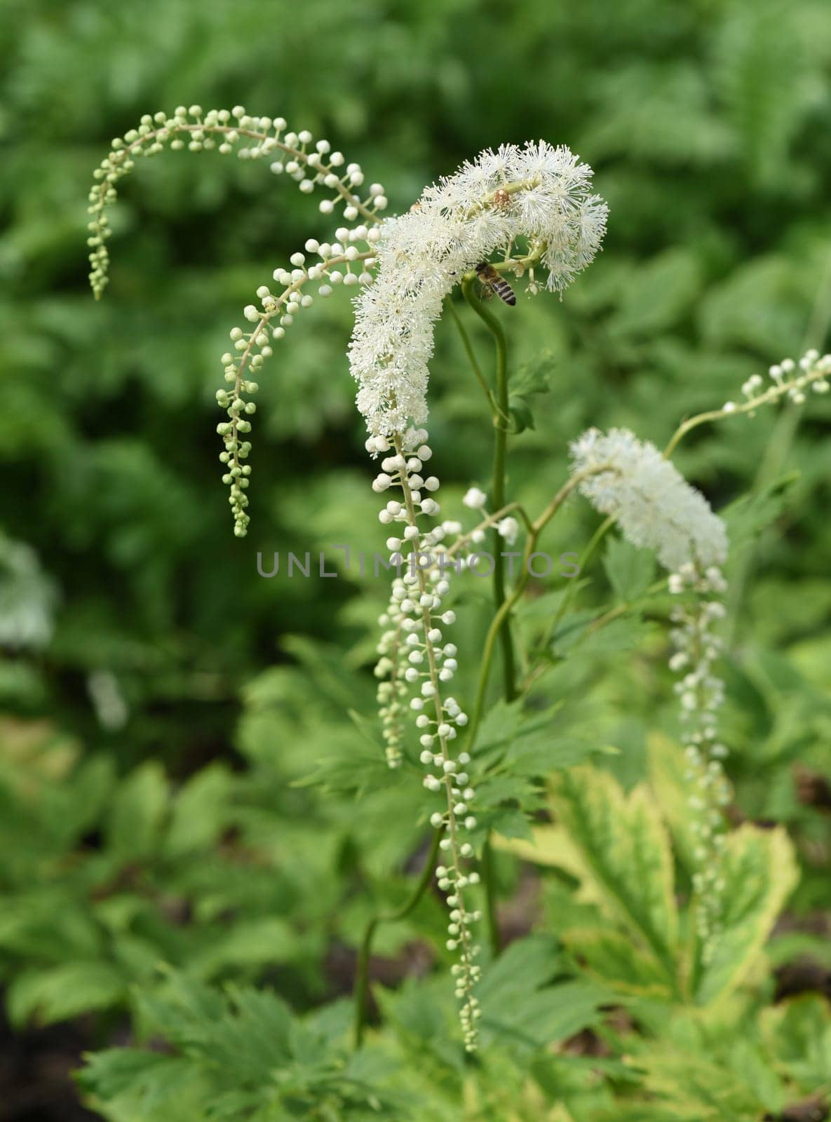 Black cohosh,Cimicifuga racemosa is an important medicinal and medicinal plant. Black cohosh,Cimicifuga racemosa is an important medicinal and medicinal plant.