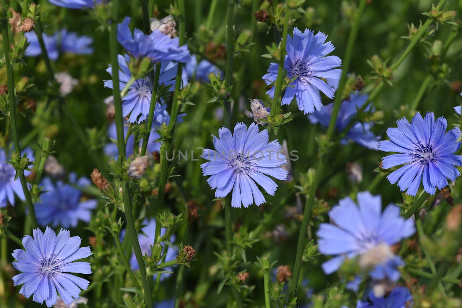 Cichorium intybus,is a wild and medicinal plant with blue flowers. The flowers are edible. Chicory,Cichorium intybus,is a wild and medicinal plant with blue flowers. The flowers are edible.