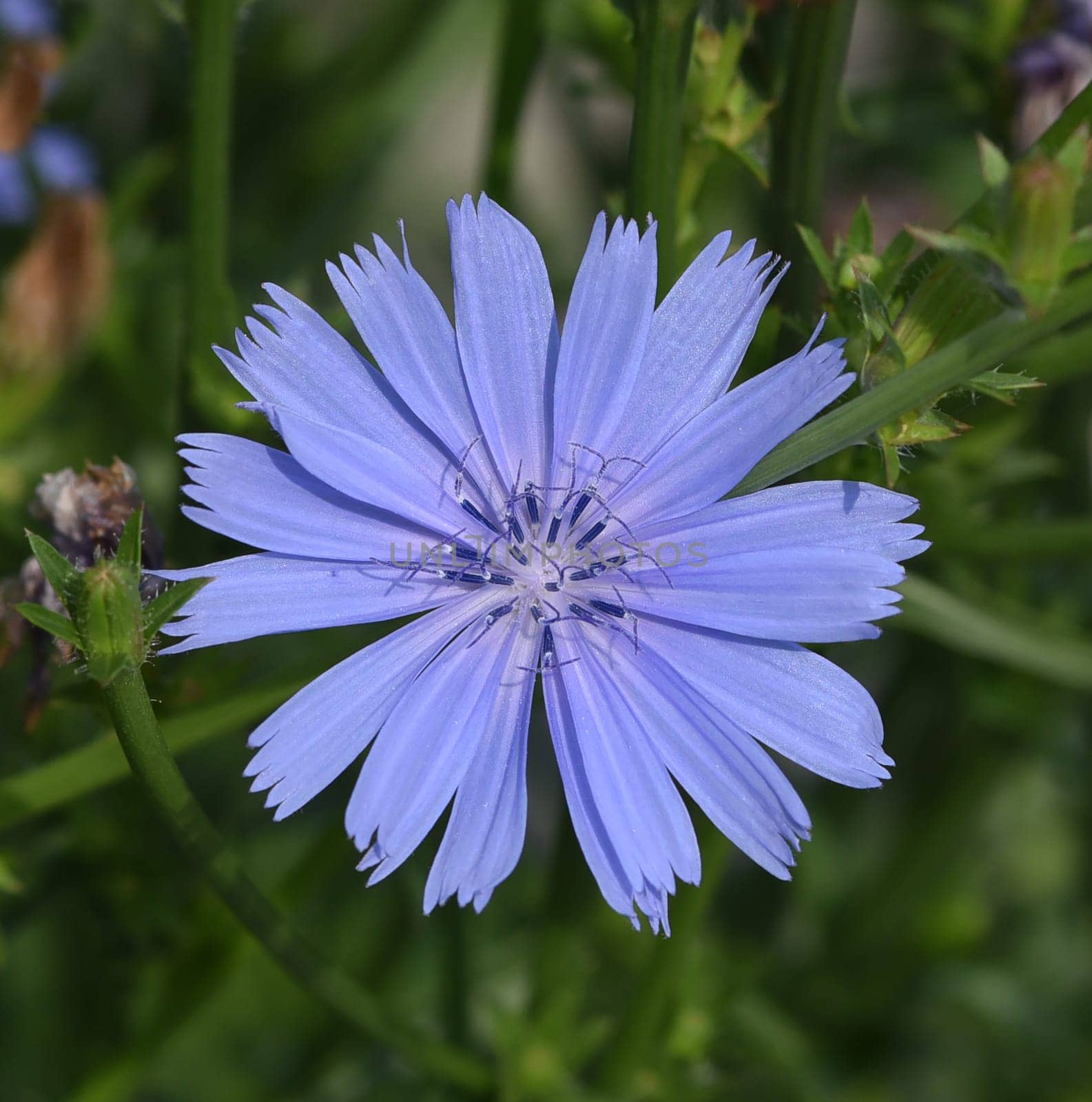 Cichorium intybus,is a wild and medicinal plant with blue flowers. The flowers are edible. Chicory,Cichorium intybus,is a wild and medicinal plant with blue flowers. The flowers are edible.