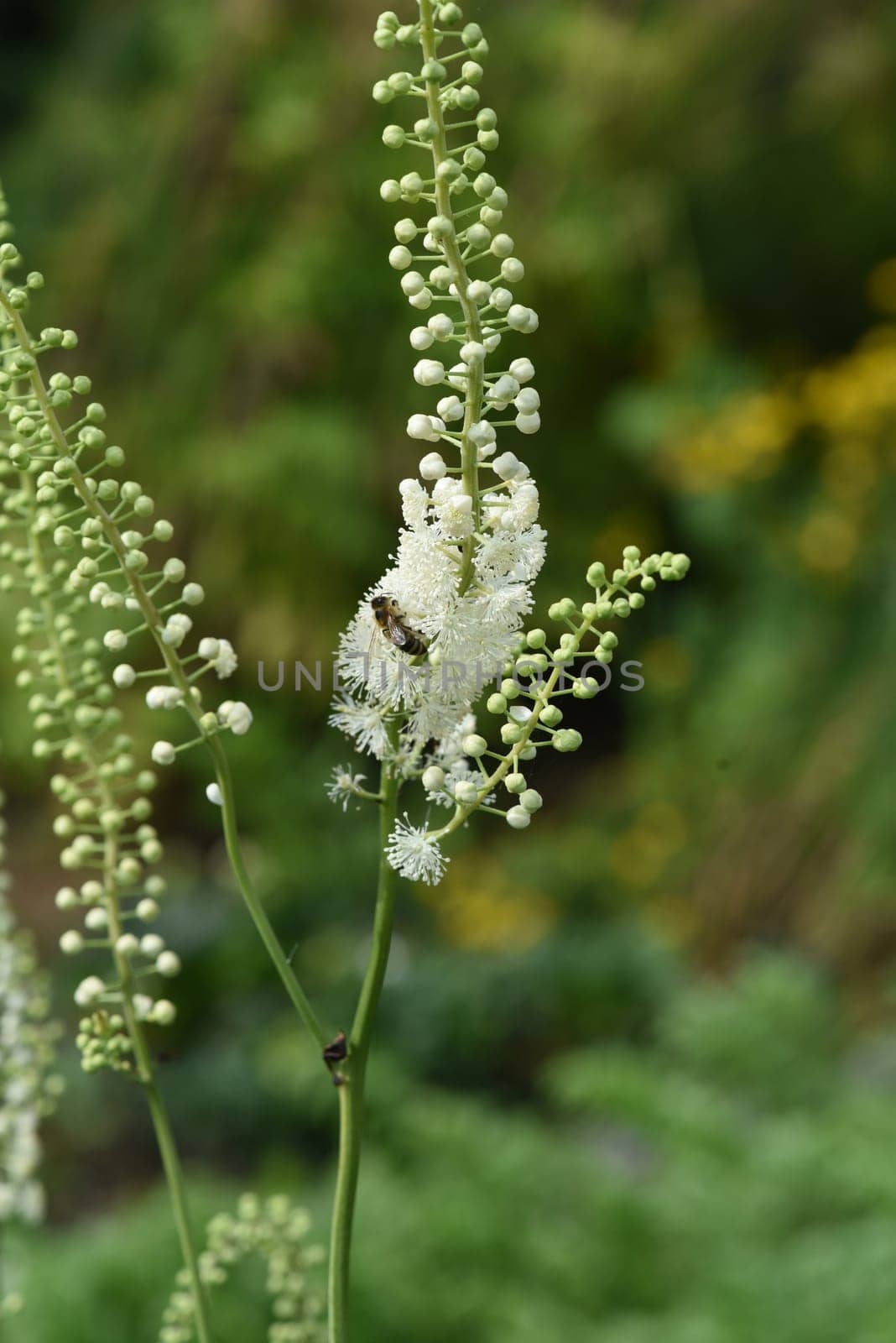 Black cohosh,Cimicifuga racemosa is an important medicinal and medicinal plant. Black cohosh,Cimicifuga racemosa is an important medicinal and medicinal plant.