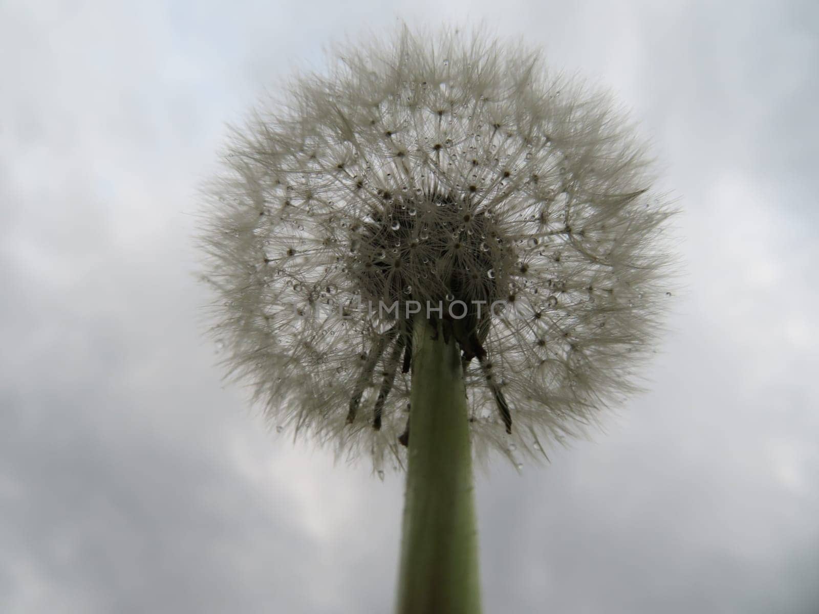 beautiful natural yellow dandelion flower delicate light fluff
