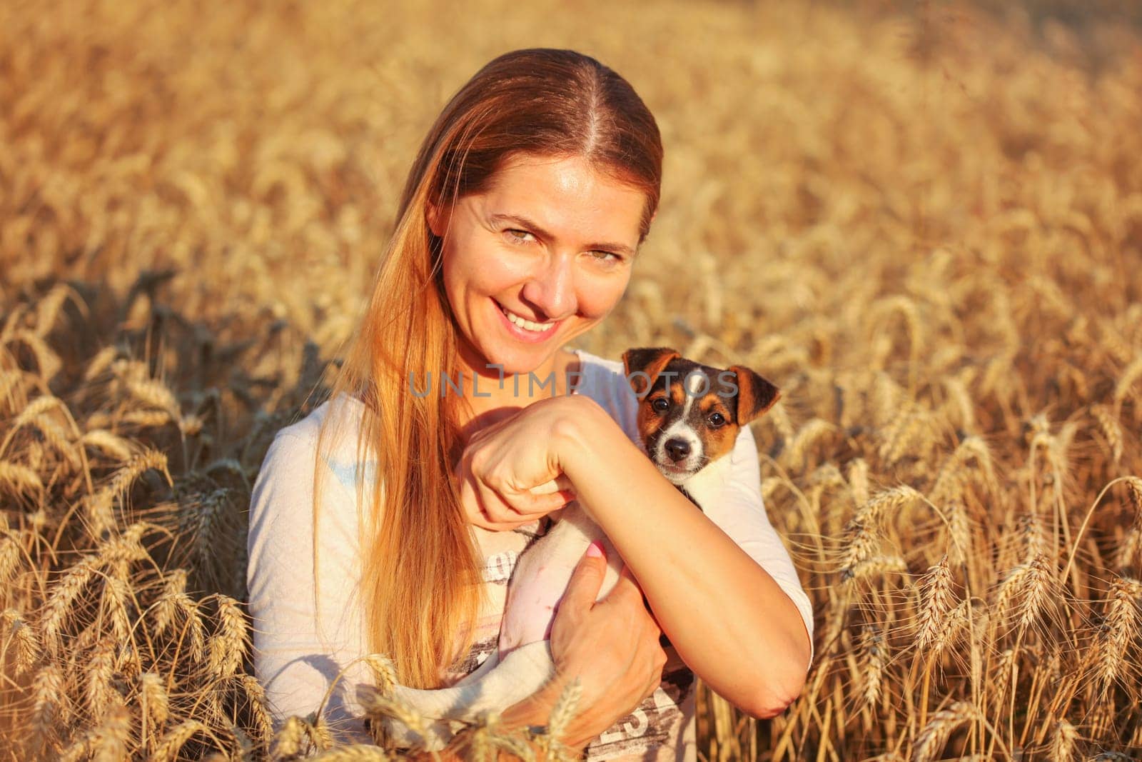 Young woman holding Jack Russell terrier puppy on her hands, both of them smiling, sunset lit wheat field in background.