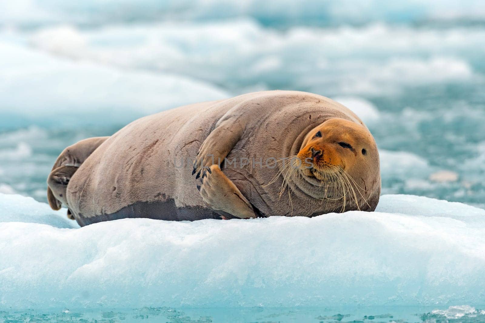 Bearded Seal Lounging on an Ice Floe at Lilliehookfjorden in the Svalbard Islands in Norway