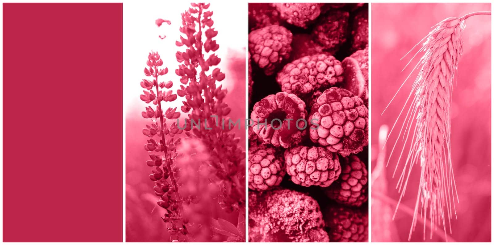 Color of the Year 2023 Viva Magenta. Collage palette on nature themes of three trendy carmine shade backgrounds. Lupine flowers, rye spikelet and raspberries