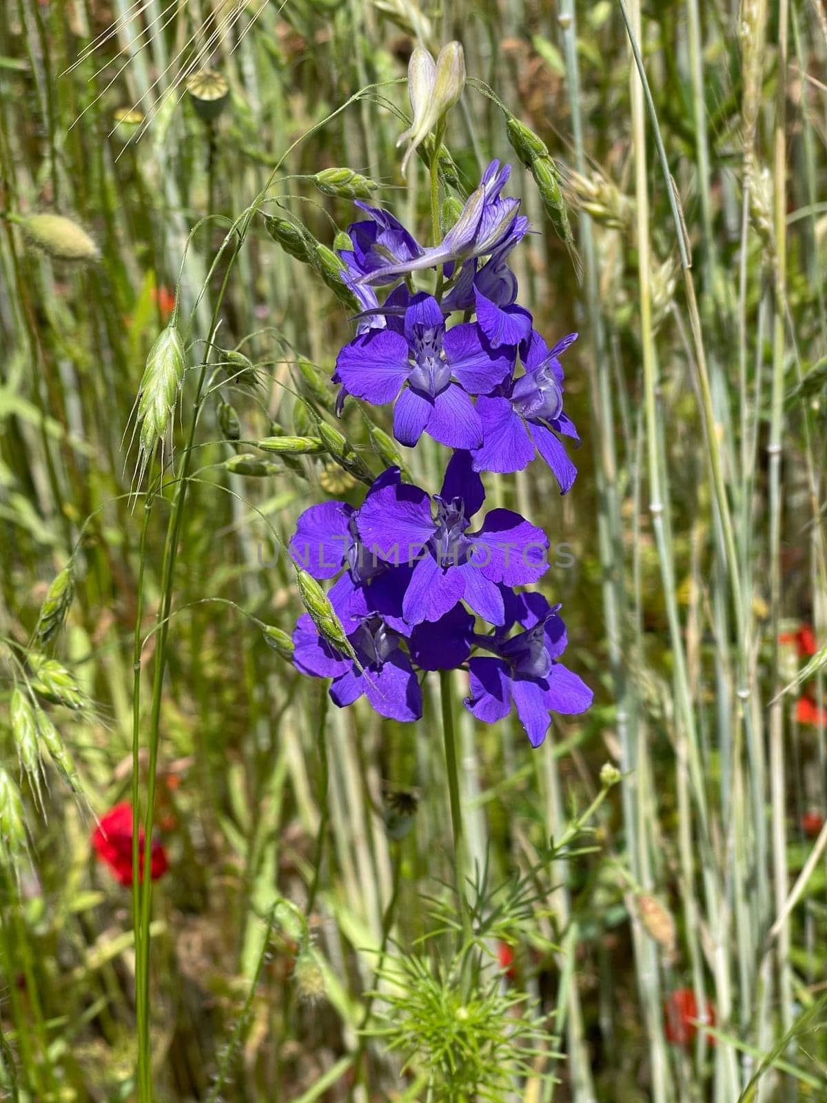 Larkspur,consolida ajacis is a wild and medicinal plant with blue flowers. Barnacle spur,consolida ajacis is a wild and medicinal plant with blue flowers.