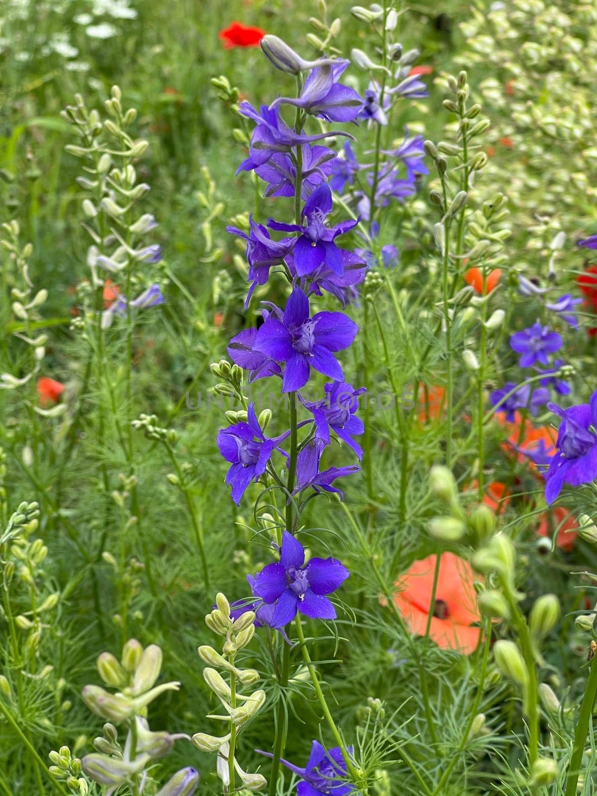 Larkspur,consolida ajacis is a wild and medicinal plant with blue flowers. Barnacle spur,consolida ajacis is a wild and medicinal plant with blue flowers.