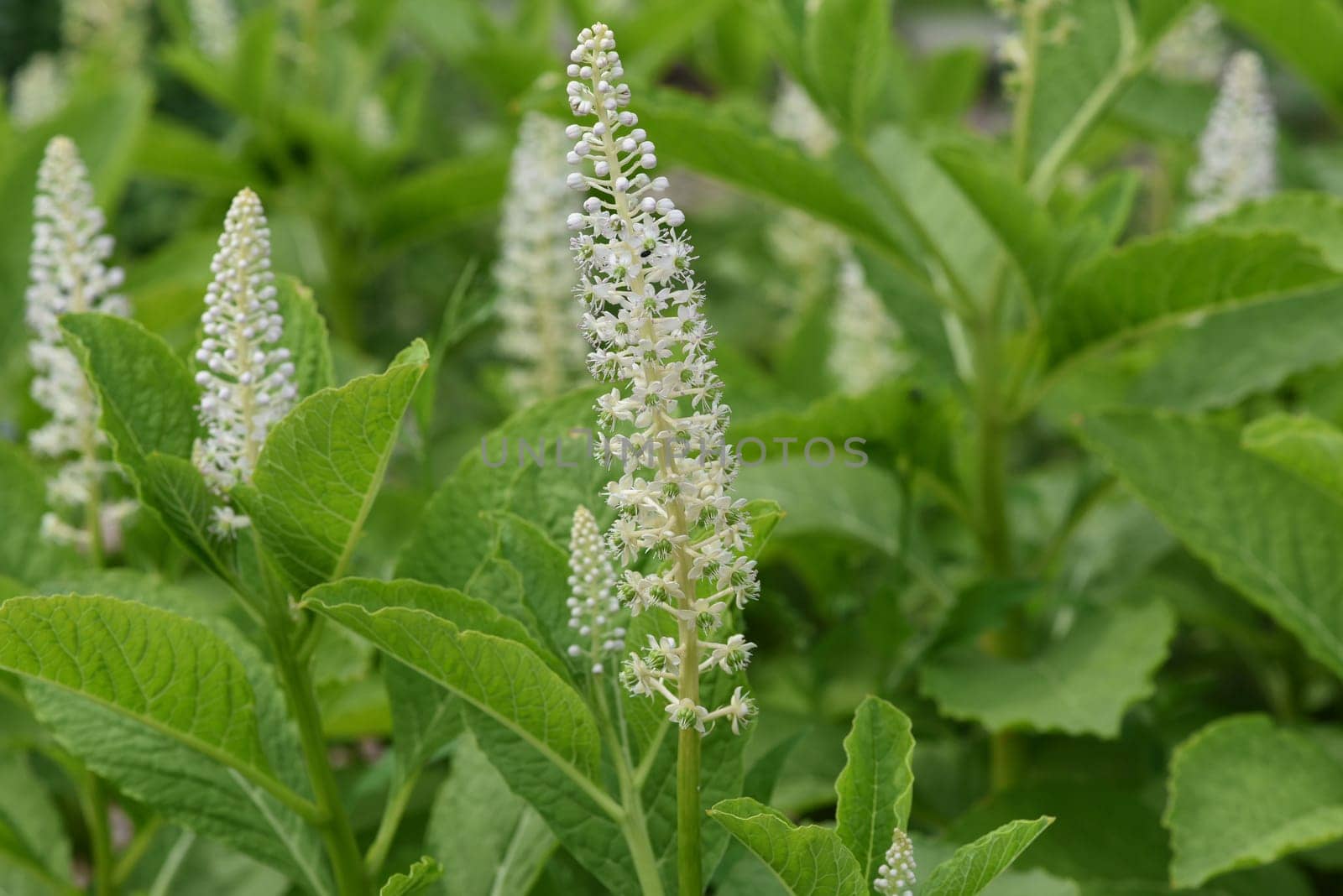 American kermesberry is a perennial perennial and an important medicinal plant. American pokeweed is a perennial and an important medicinal plant.
