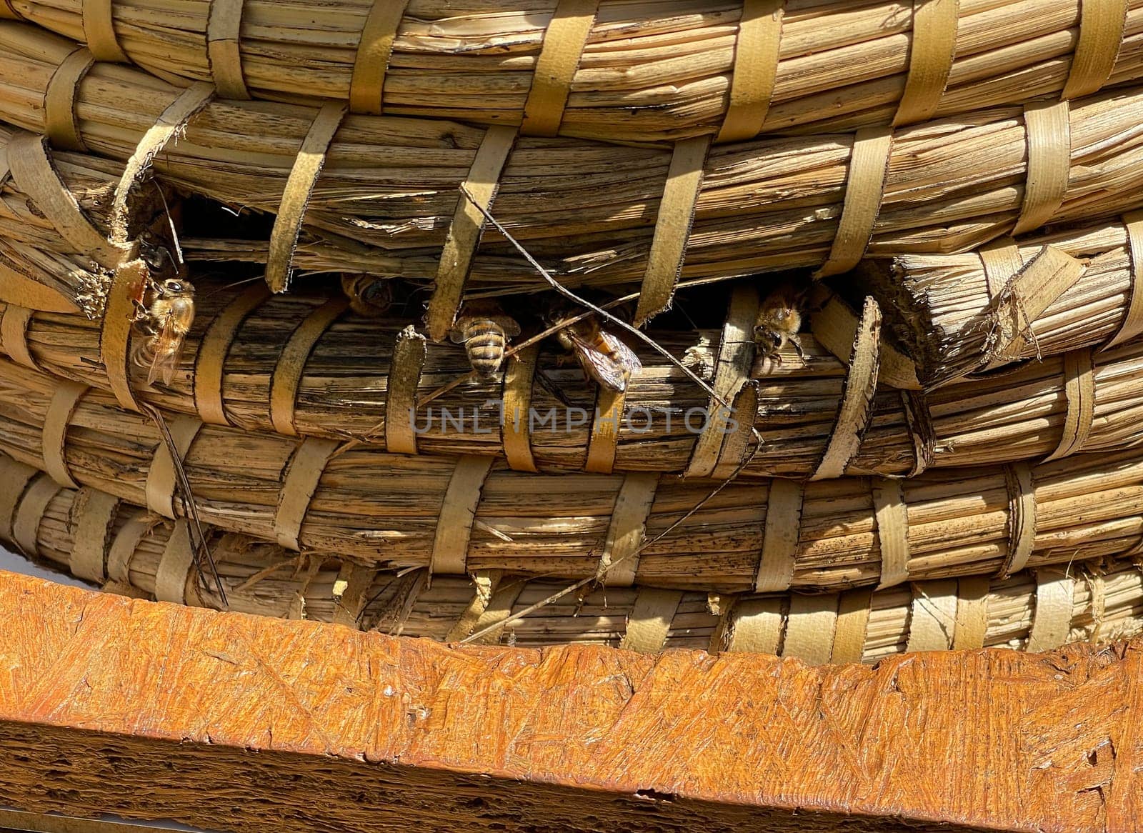 Bee,Apis mellifera,is an important insect for staining plants and collecting honey. Honey bee,Apis mellifera,is an important insect for pollinating plants and collecting honey.