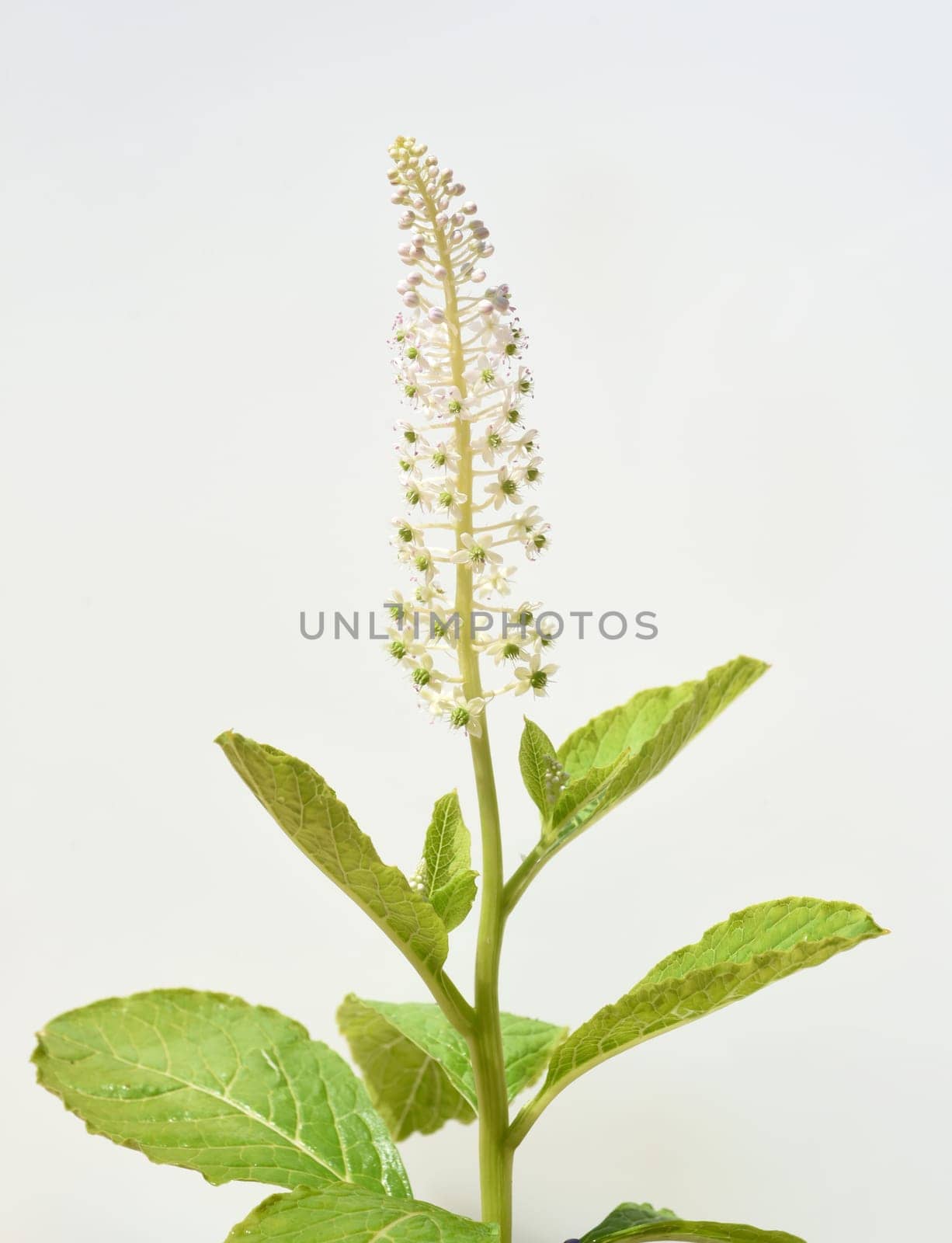 American kermesberry is a perennial perennial and an important medicinal plant. American pokeweed is a perennial and an important medicinal plant.