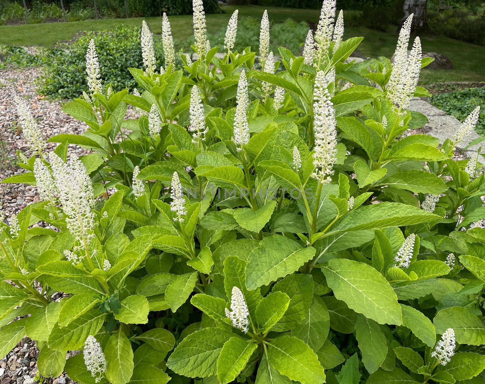 American kermesberry is a perennial perennial and an important medicinal plant. American pokeweed is a perennial and an important medicinal plant.