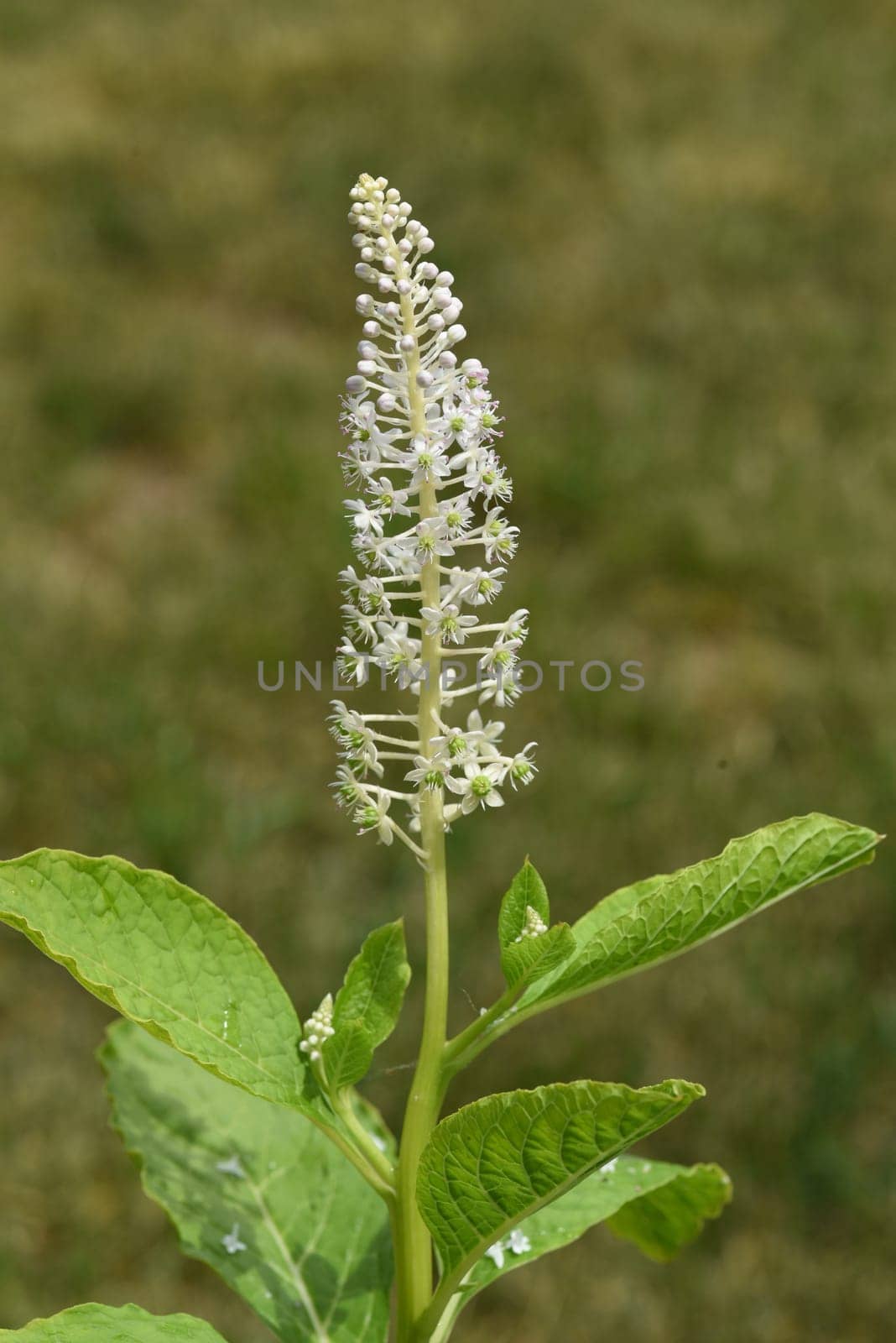 American kermesberry is a perennial perennial and an important medicinal plant. American pokeweed is a perennial and an important medicinal plant.