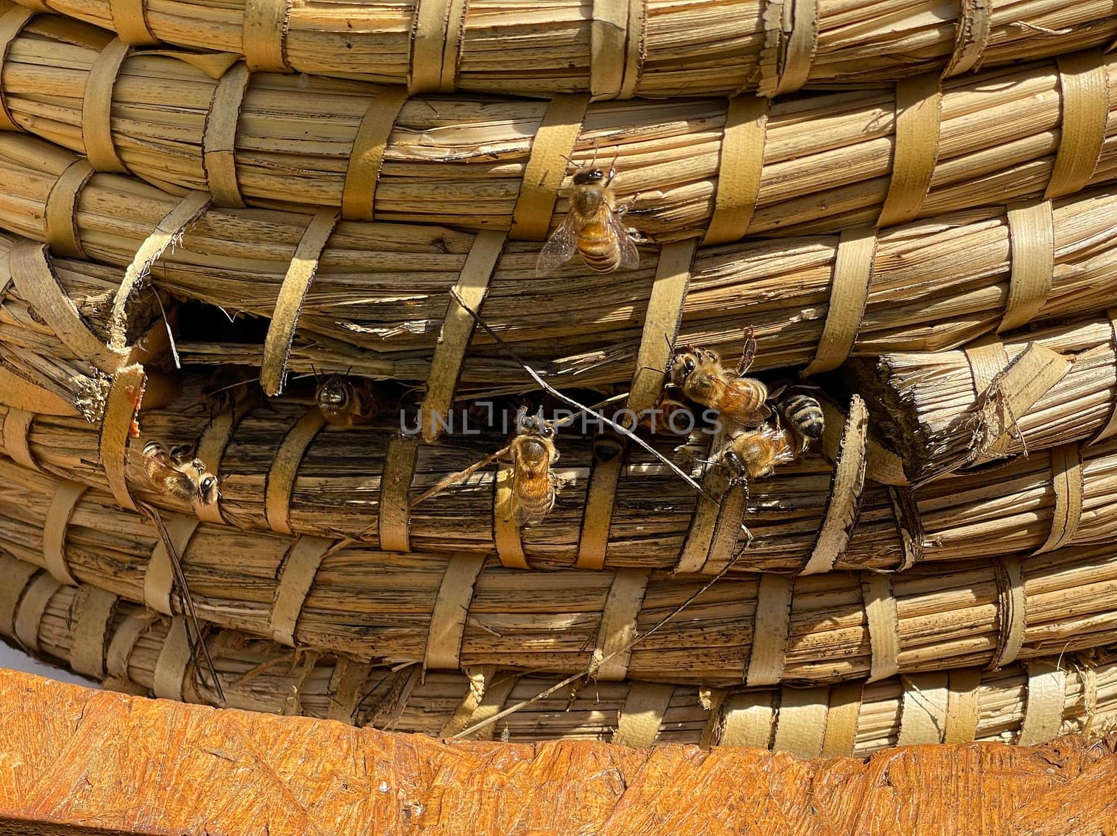 Bee,Apis mellifera,is an important insect for staining plants and collecting honey. Honey bee,Apis mellifera,is an important insect for pollinating plants and collecting honey.