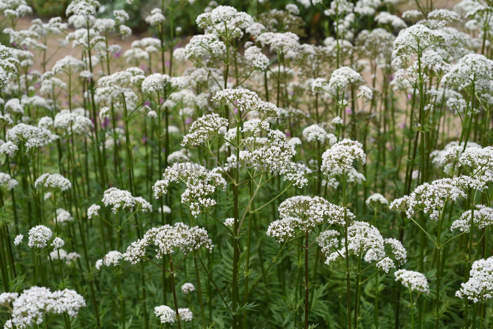Valerian,Valeriana officinalis,is a wild plant with white flowers. It is an important medicinal plant and is also used in medicine. Valerian,Valeriana officinalis,is a wild plant with white flowers. It is an important medicinal plant and is also used in medicine.