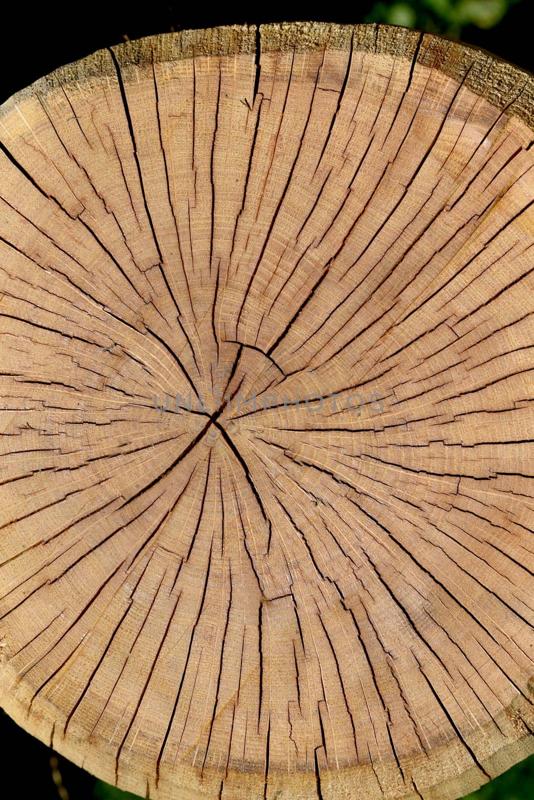 Annual rings are the growth rings of a tree in cross-section. Annual rings are the growth rings of a tree in cross section.