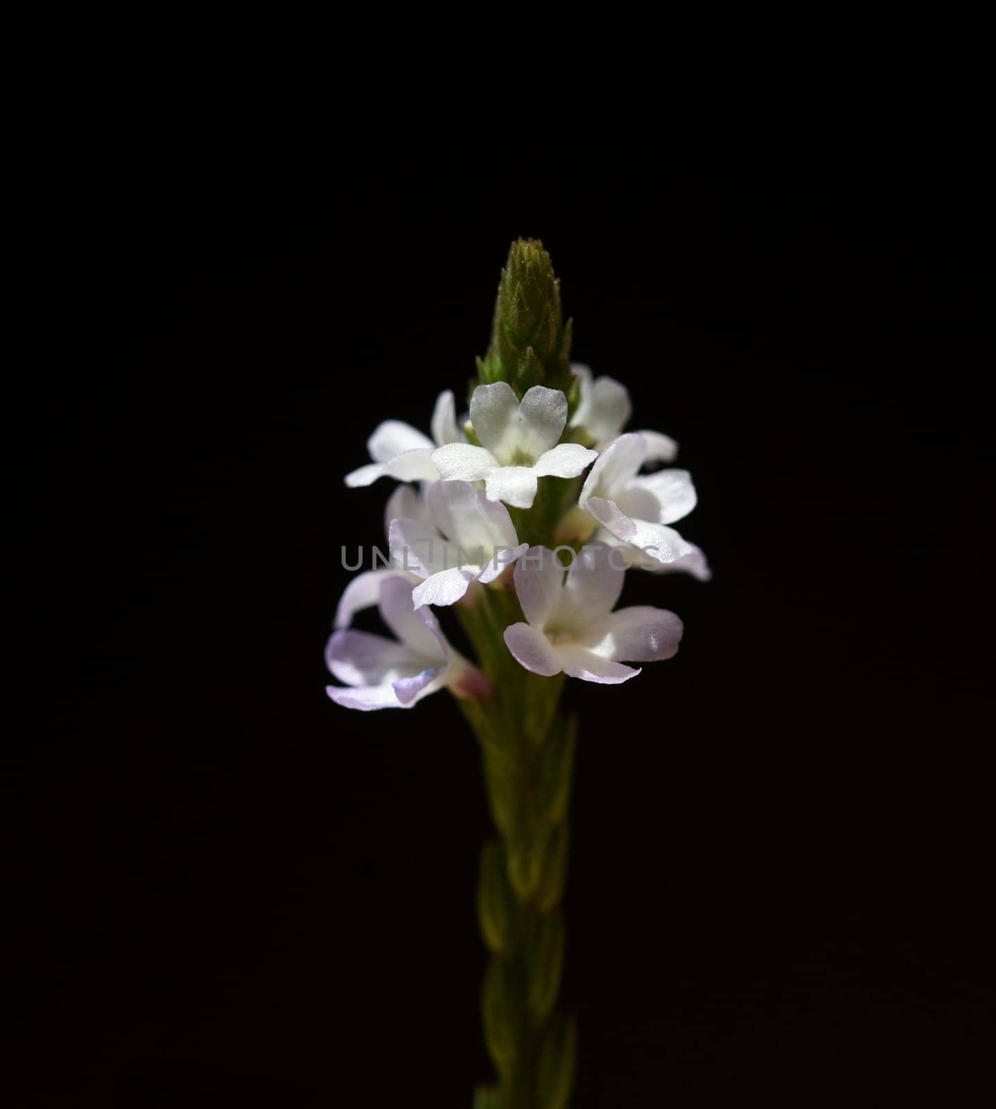 Vervain is an important medicinal and medicinal plant and with white and pink flowers. Verbena is an important medicinal and medicinal plant and has white and pink flowers.