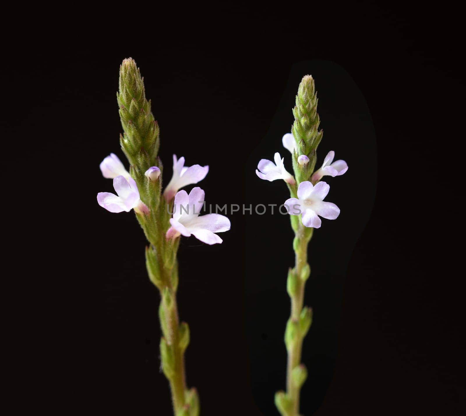 Vervain is an important medicinal and medicinal plant and with white and pink flowers. Verbena is an important medicinal and medicinal plant and has white and pink flowers.