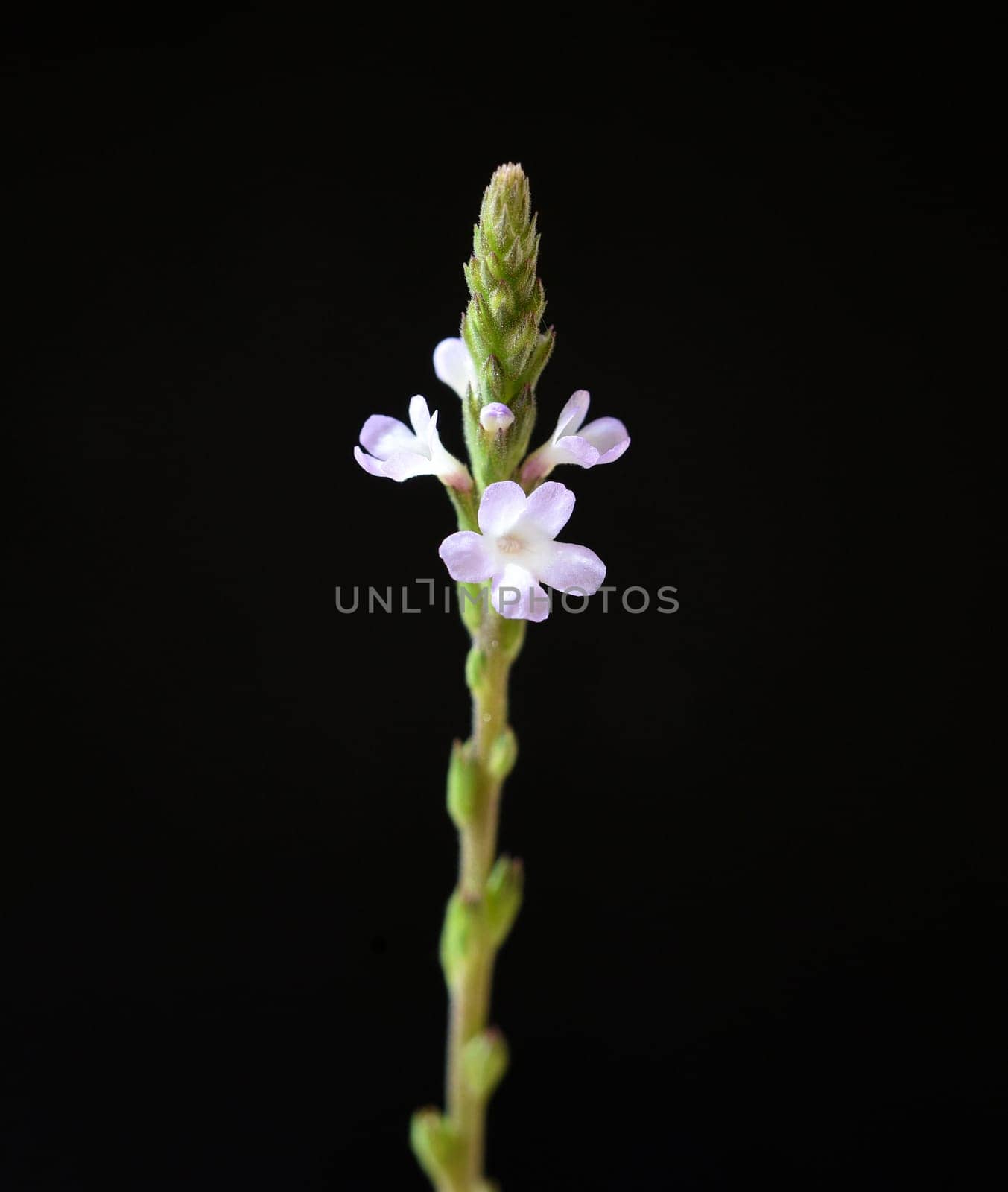 Vervain is an important medicinal and medicinal plant and with white and pink flowers. Verbena is an important medicinal and medicinal plant and has white and pink flowers.