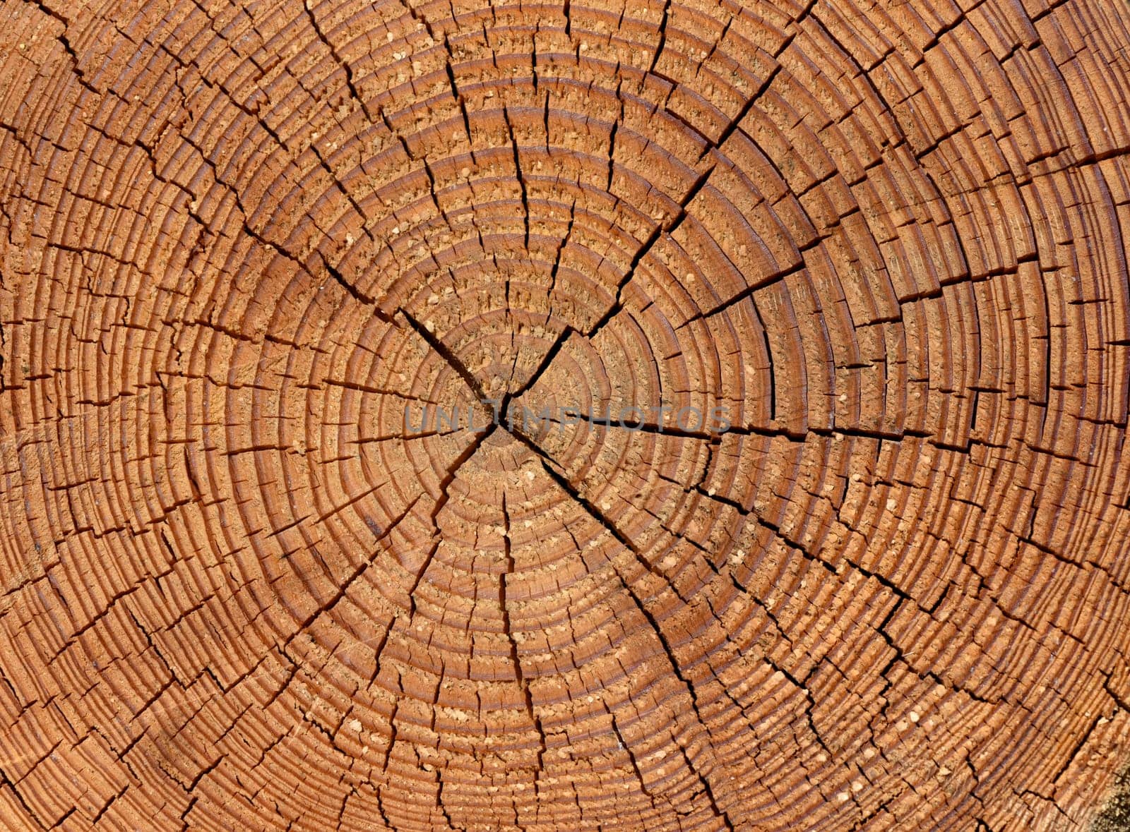 Annual rings are the growth rings of a tree in cross-section. Annual rings are the growth rings of a tree in cross section.