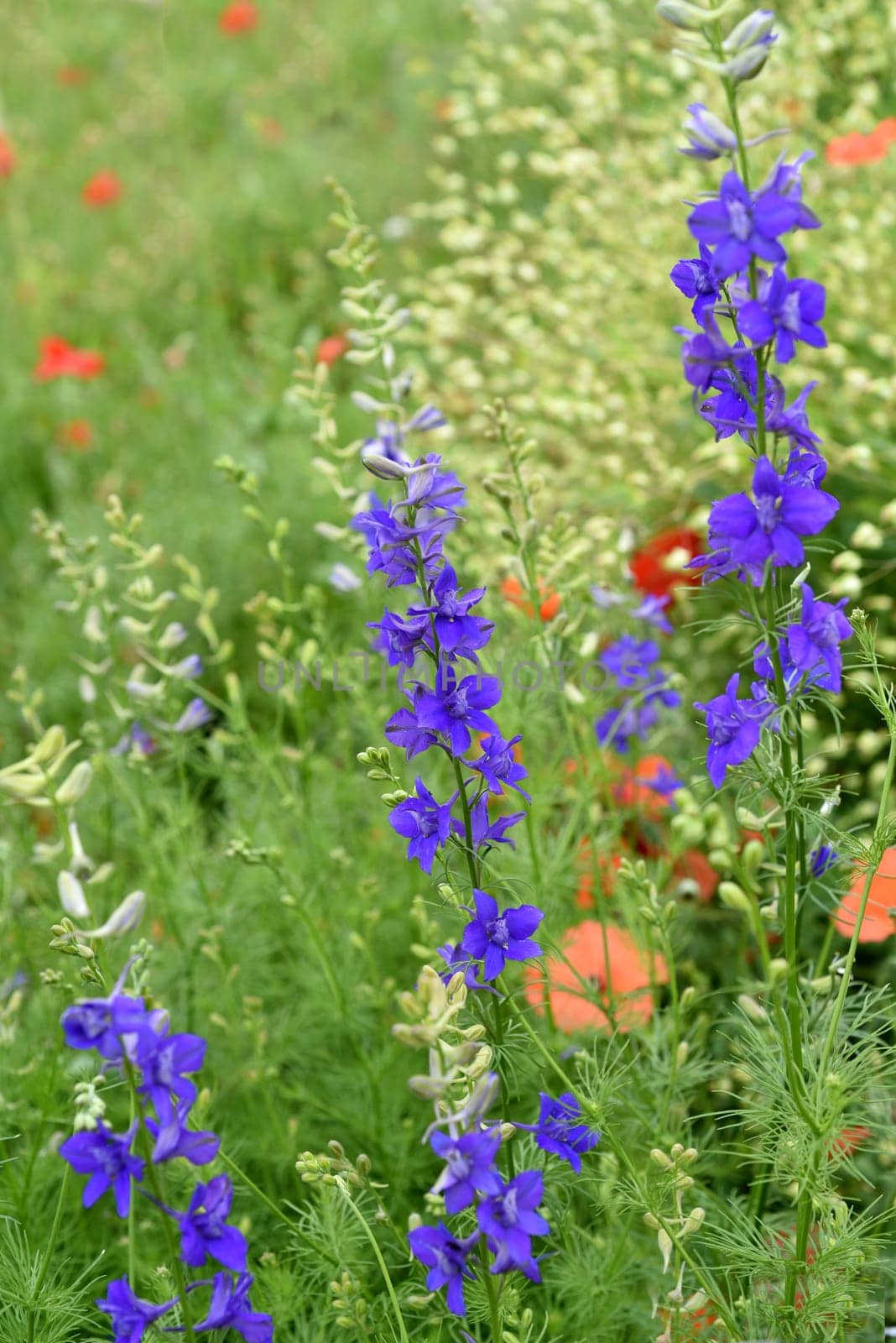 Larkspur,consolida ajacis is a wild and medicinal plant with blue flowers. Barnacle spur,consolida ajacis is a wild and medicinal plant with blue flowers.