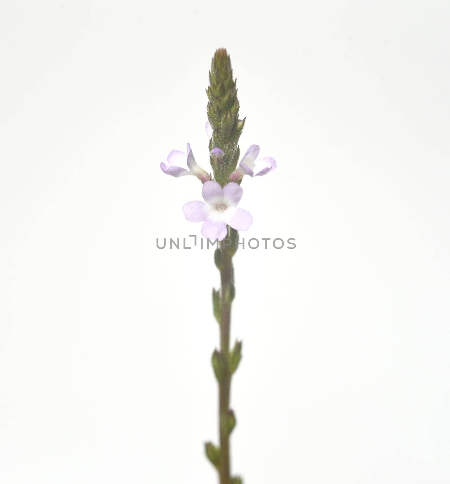 Vervain is an important medicinal and medicinal plant and with white and pink flowers. Verbena is an important medicinal and medicinal plant and has white and pink flowers.