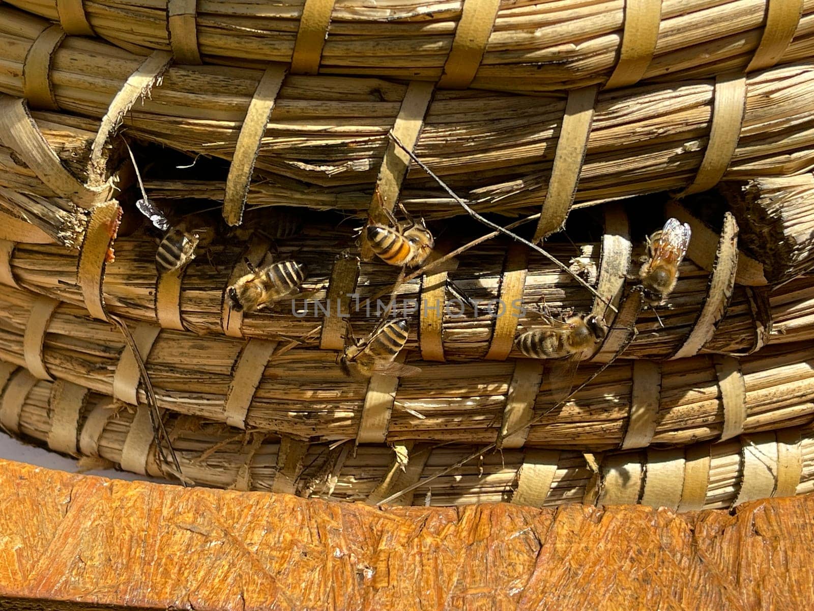 Bee,Apis mellifera,is an important insect for staining plants and collecting honey. Honey bee,Apis mellifera,is an important insect for pollinating plants and collecting honey.