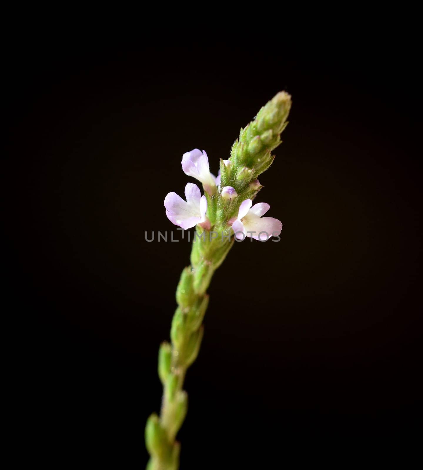 Vervain is an important medicinal and medicinal plant and with white and pink flowers. Verbena is an important medicinal and medicinal plant and has white and pink flowers.