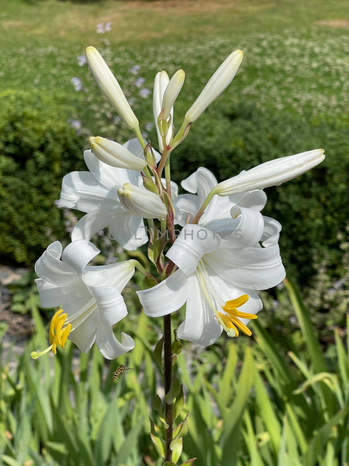 Madonna lily,Madonna lily or white lily is a species of the genus of lilies and an important medicinal plant. Madonna lily,Madonna lily or white lily is a species of the lily genus and an important medicinal plant.