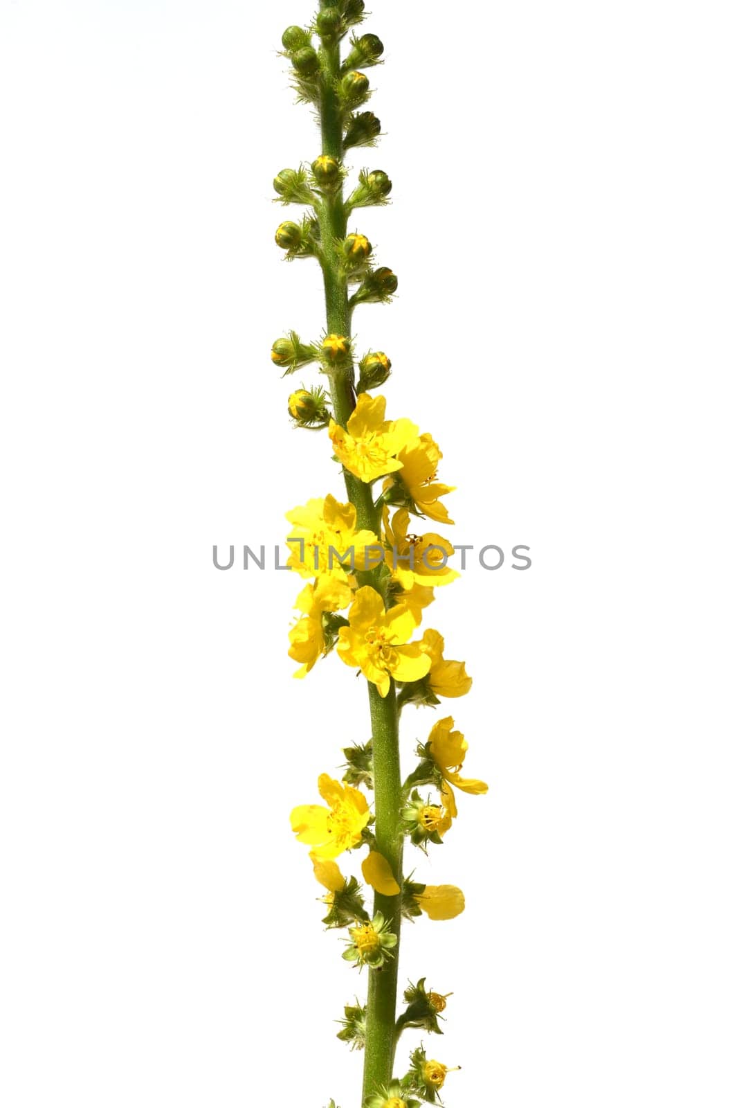 Odermenning,Agrimonia,Eupatoria,is an important medicinal plant with yellow flowers. It is a beautiful perennial plant and is also used in medicine. Odermenning,Agrimonia,Eupatoria,is an important medicinal plant with yellow flowers. It is a beautiful perennial plant and is also used in medicine.