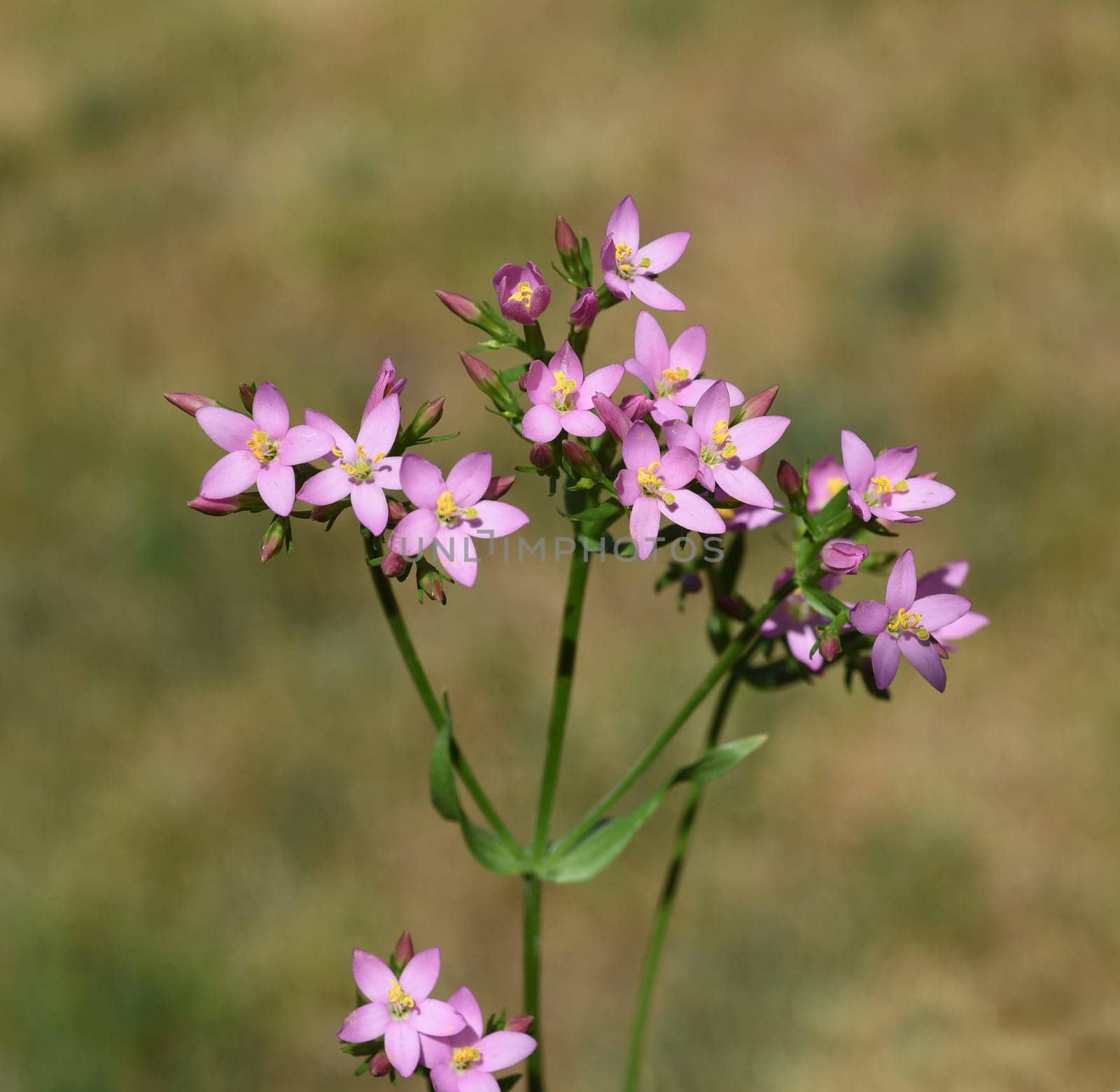 Centaurium erythraea is an important medicinal plant with purple flowers and is used in medicine. Centaurium erythraea is an important medicinal plant with purple flowers and is used in medicine.