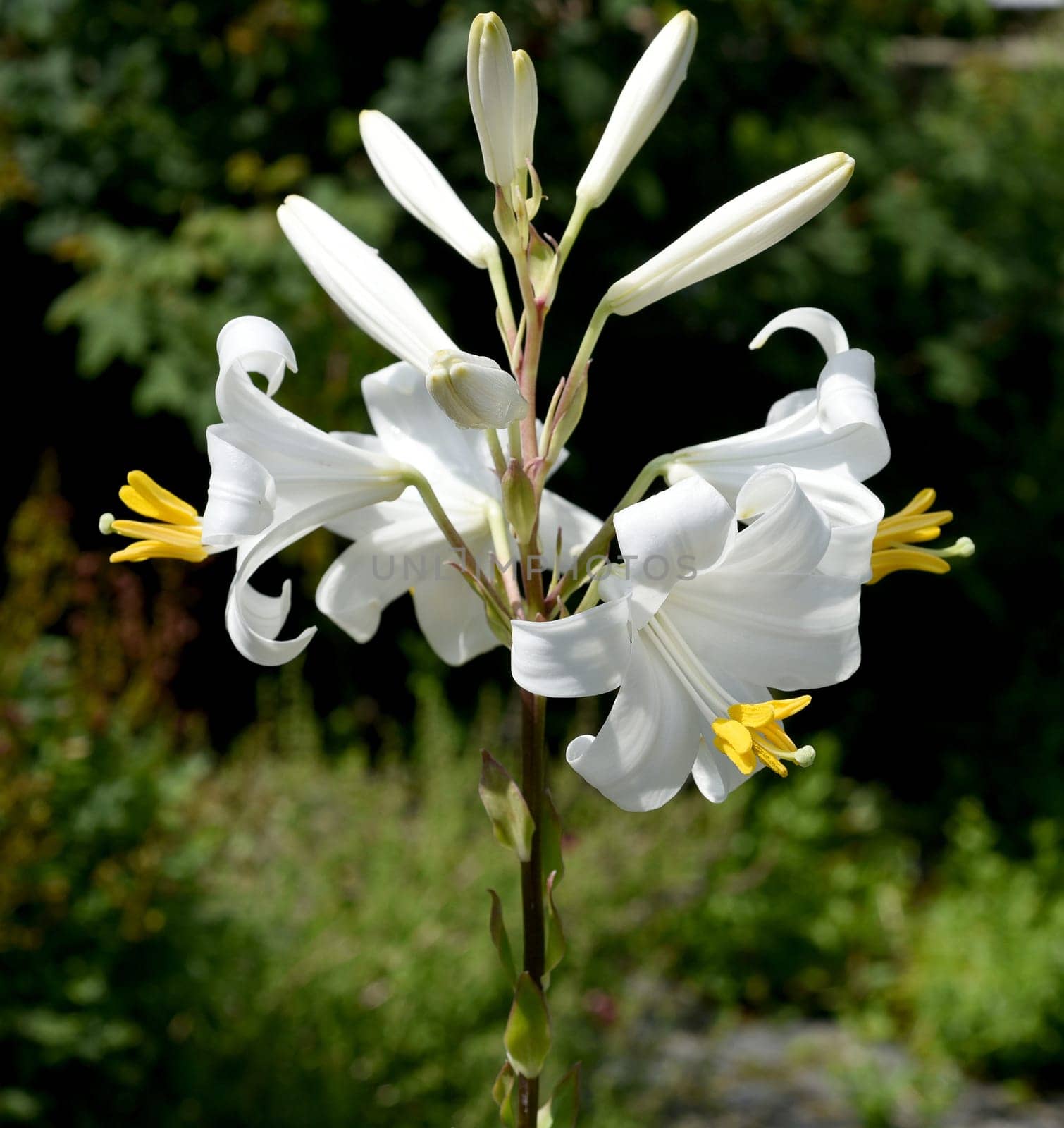 Madonna lily,Madonna lily or white lily is a species of the genus of lilies and an important medicinal plant. Madonna lily,Madonna lily or white lily is a species of the lily genus and an important medicinal plant.