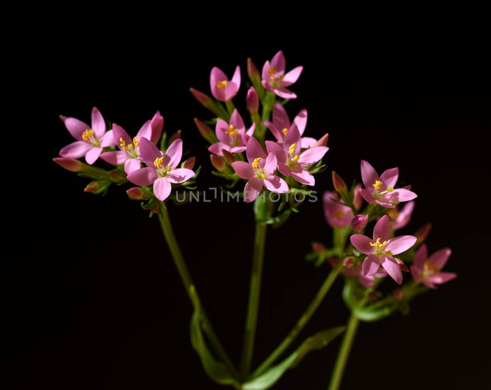 Centaurium erythraea is an important medicinal plant with purple flowers and is used in medicine. Centaurium erythraea is an important medicinal plant with purple flowers and is used in medicine.