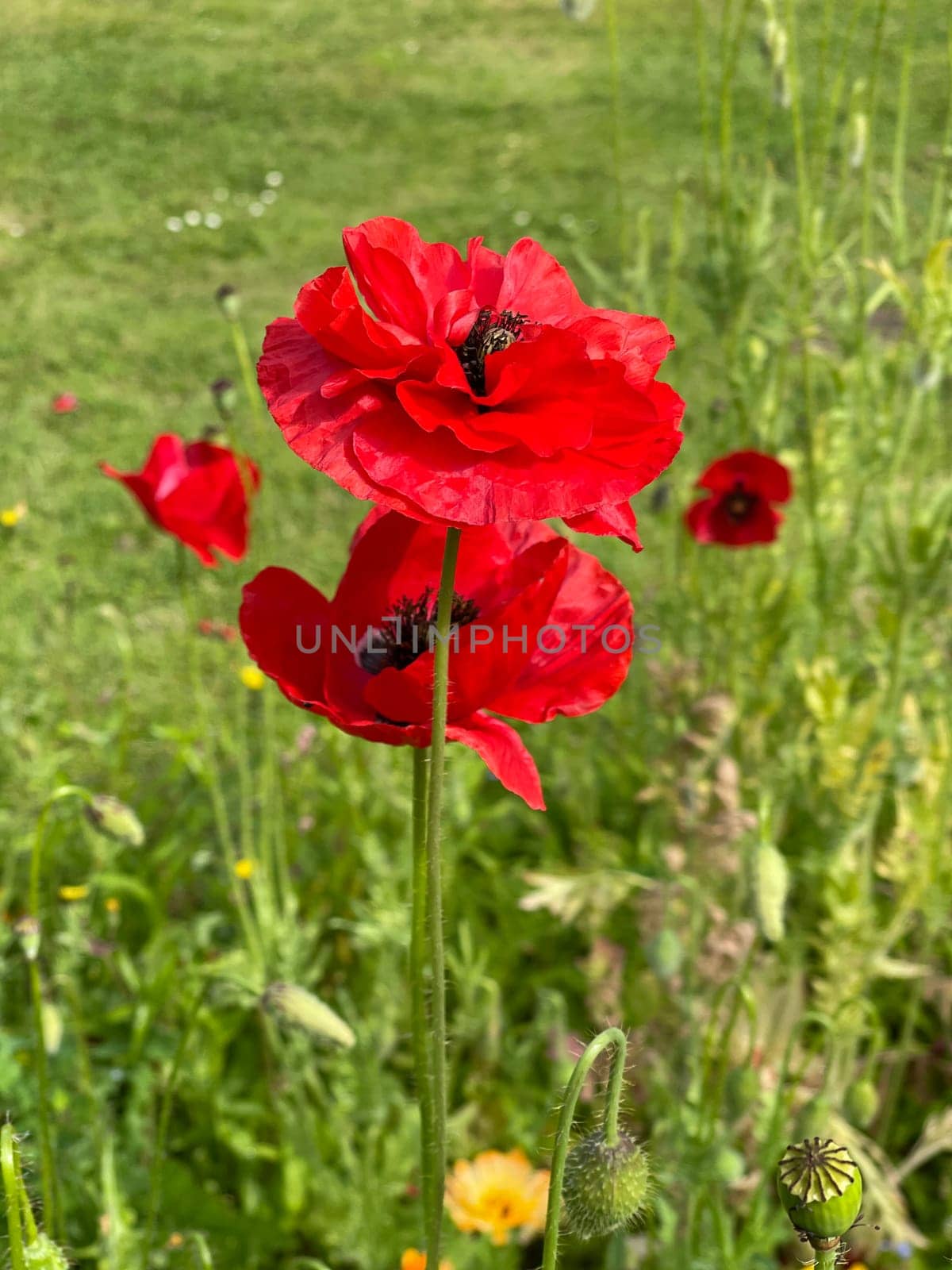 Papaver is a genus of flowering plants in the poppy family. Corn poppy,Papaver is a genus of plants from the poppy family with red flowers.