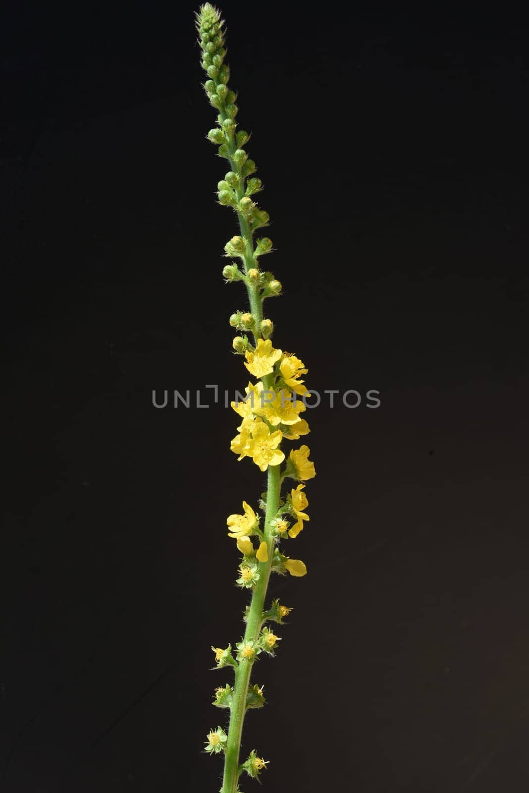 Odermenning,Agrimonia,Eupatoria,is an important medicinal plant with yellow flowers. It is a beautiful perennial plant and is also used in medicine. Odermenning,Agrimonia,Eupatoria,is an important medicinal plant with yellow flowers. It is a beautiful perennial plant and is also used in medicine.