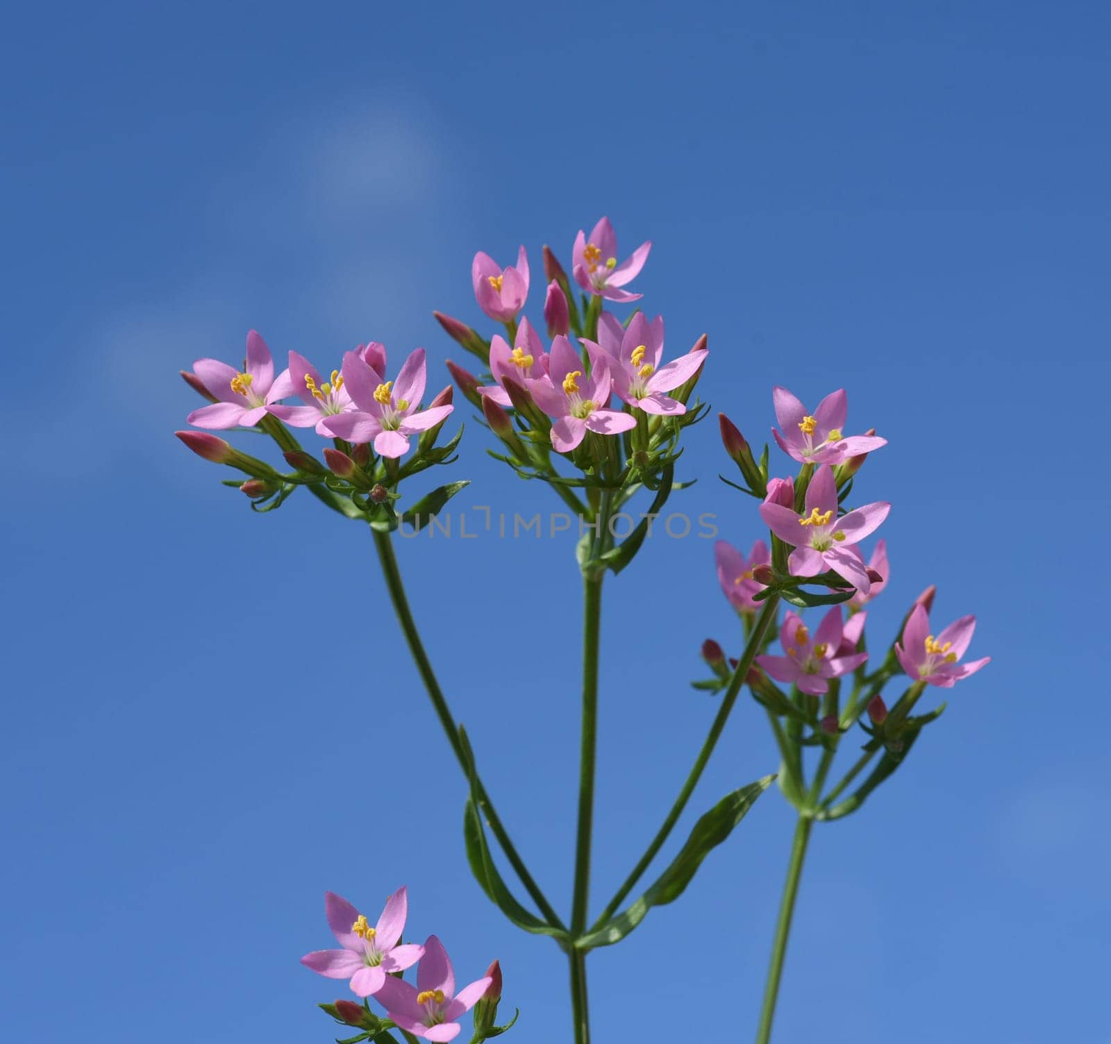 Centaurium erythraea is an important medicinal plant with purple flowers and is used in medicine. Centaurium erythraea is an important medicinal plant with purple flowers and is used in medicine.