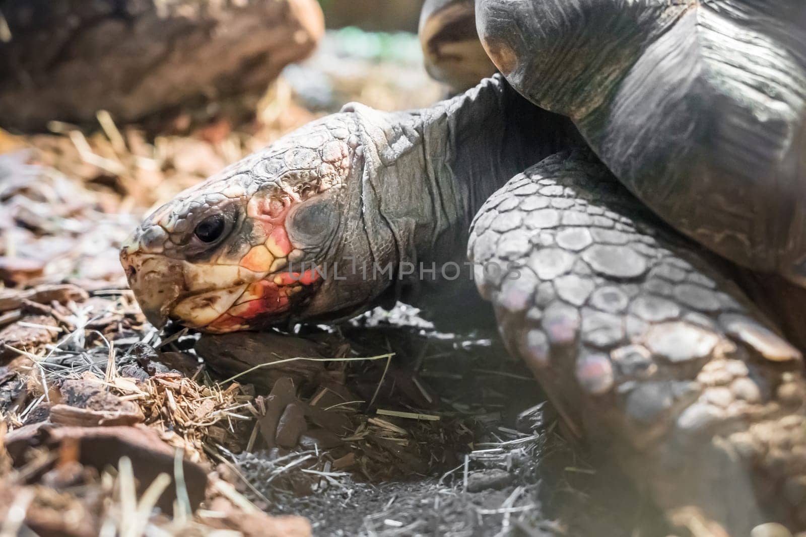 Red-foot Tortoise in the nature. The red-footed tortoise (Chelonoidis carbonarius) is a species of tortoise from northern South America.