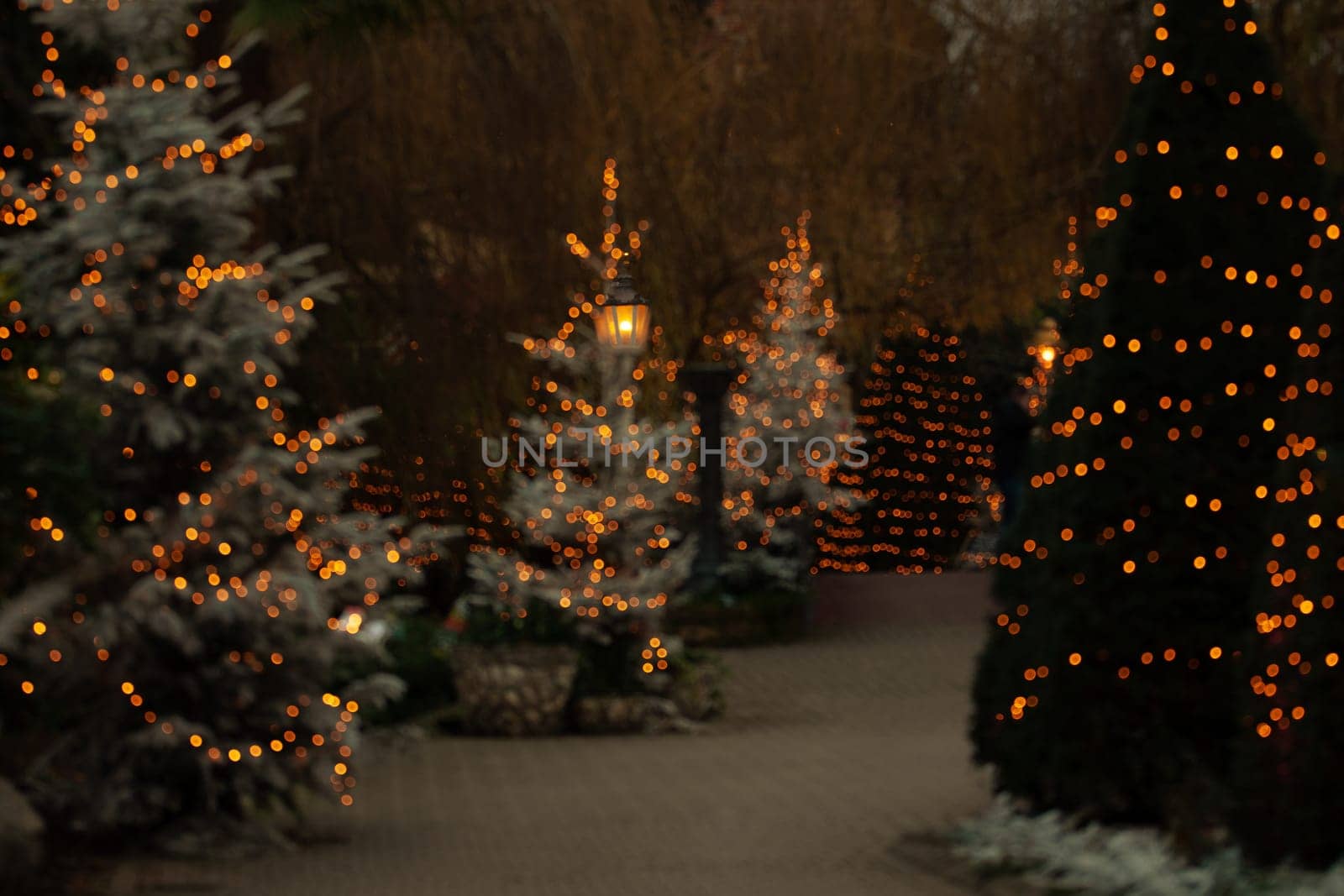 Illuminated fir trees with lanterns decorated for Christmas