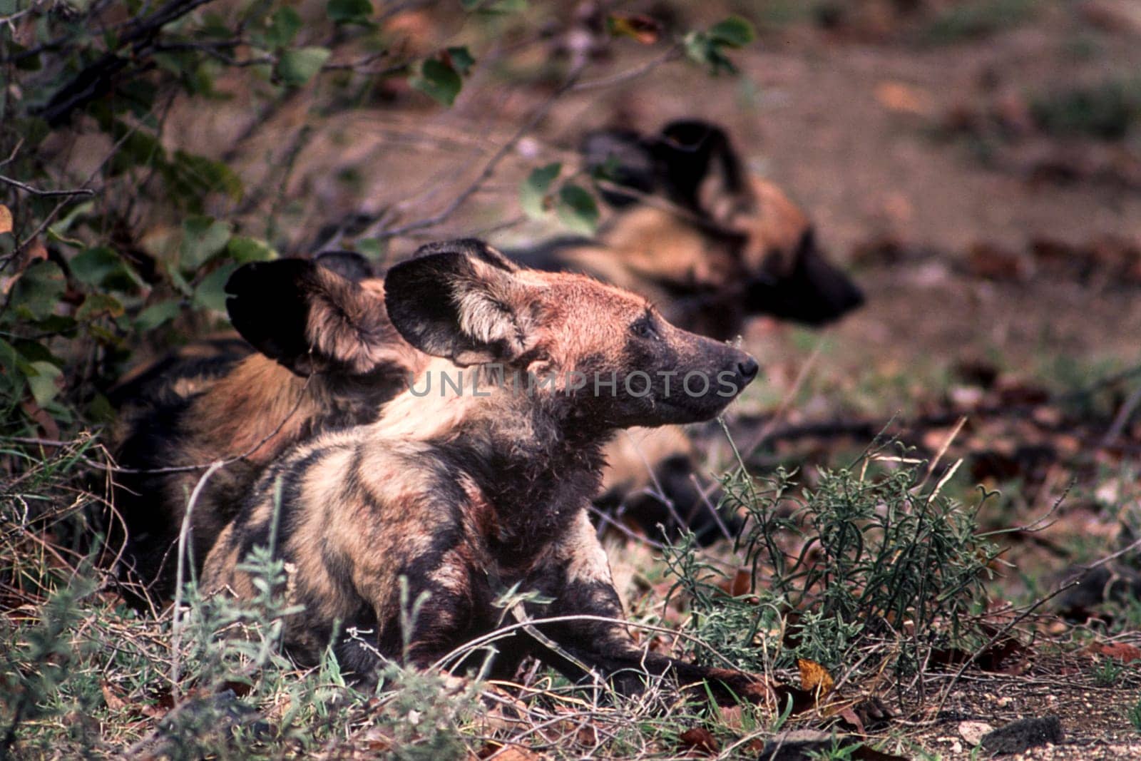 Wild Dog (Licaon pictus), Kruger National Park, Mpumalanga, South Africa