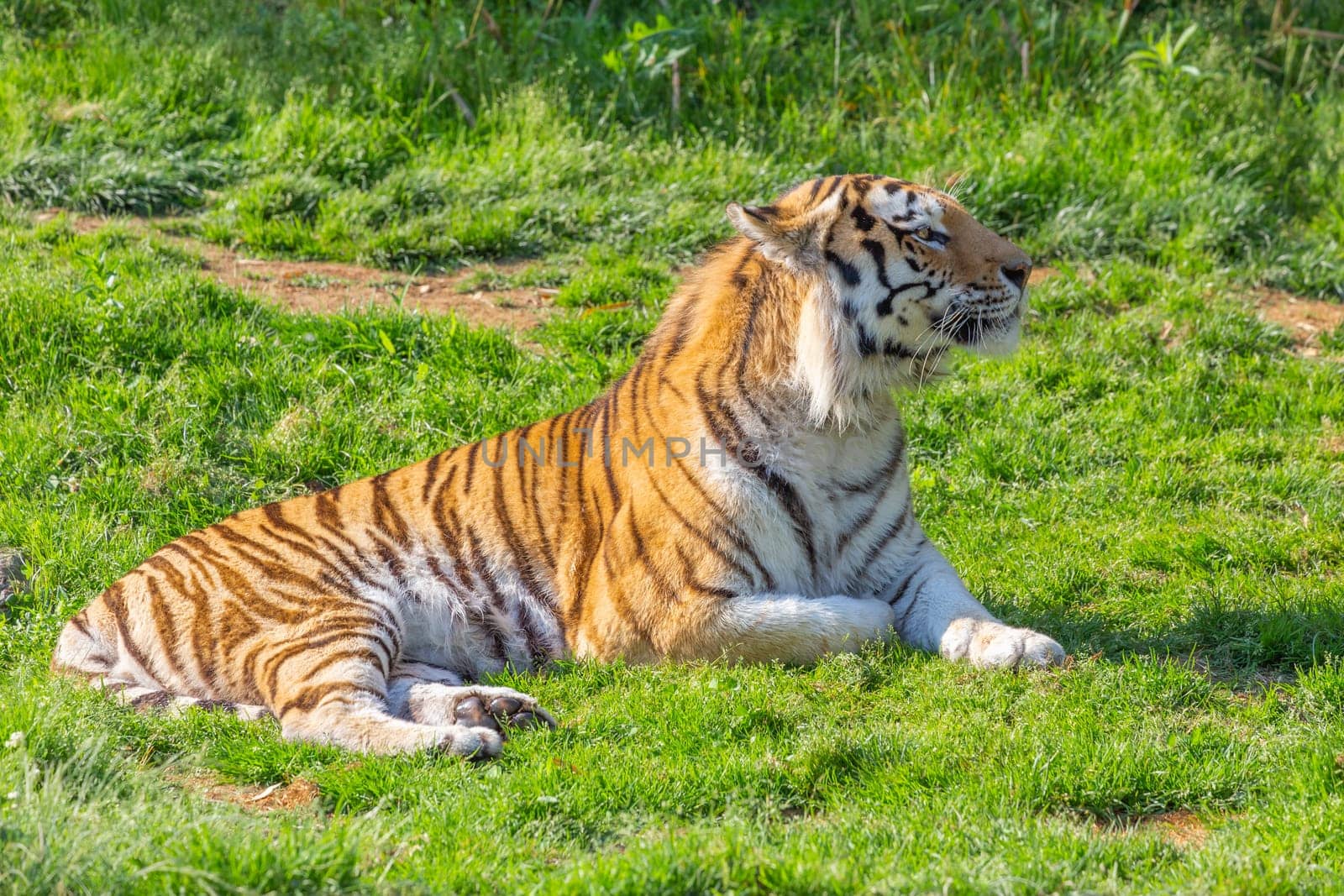 Angry tiger in a wildlife zoo - one of the biggest carnivore in nature.