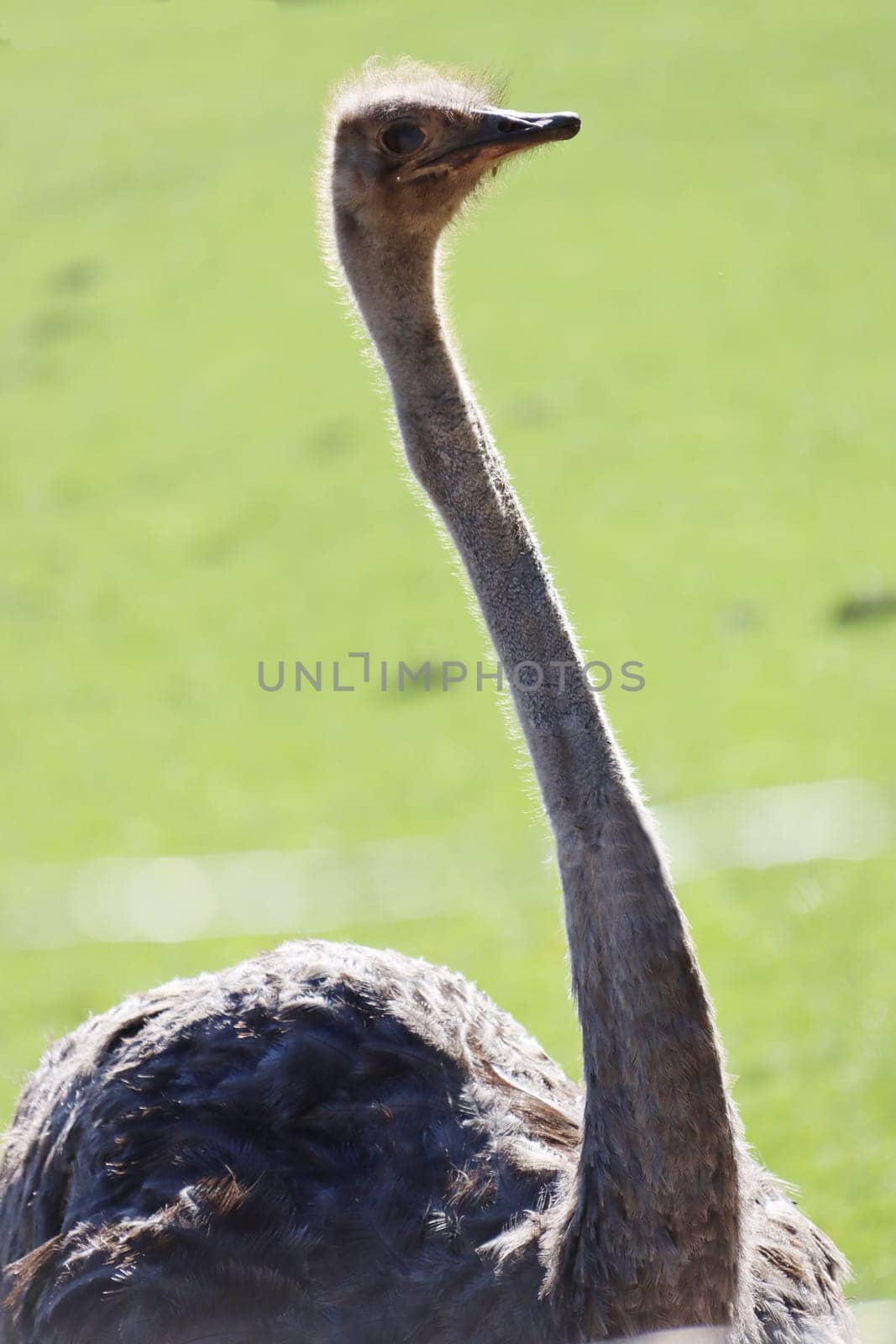 Afrikanischerl Strauss (Struthio camelus) auf einer Straussenfarm, Hessen, Deutschland, Trendelburg