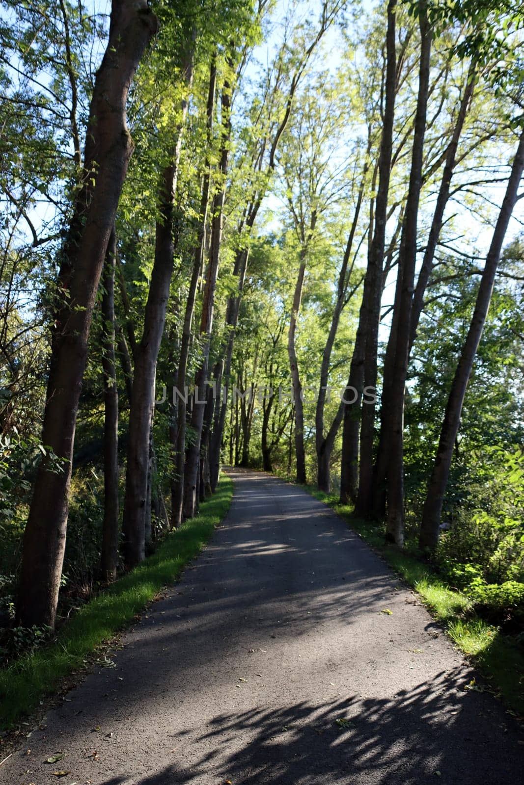 Diemelradweg und Wanderweg auf der Trasse der ehemaligen Carlsbahn, Hessen, Deutschland, Trendelburg