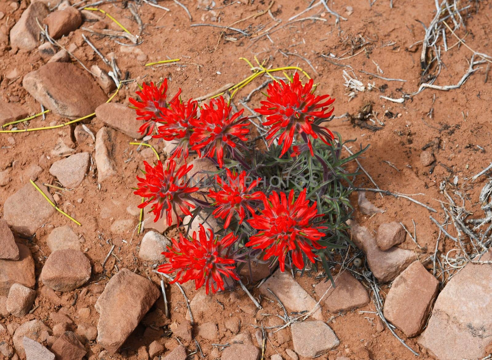Indian Paintbrush Growing in the Desert Soil in Spring in Canyonlands National Park in Utah
