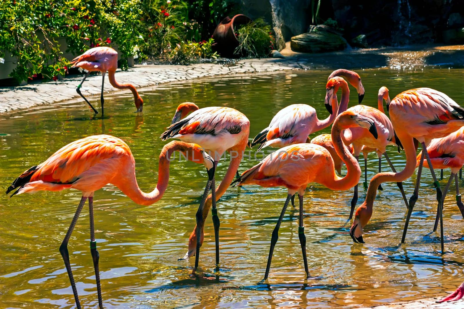 Flamingos in the water,California.