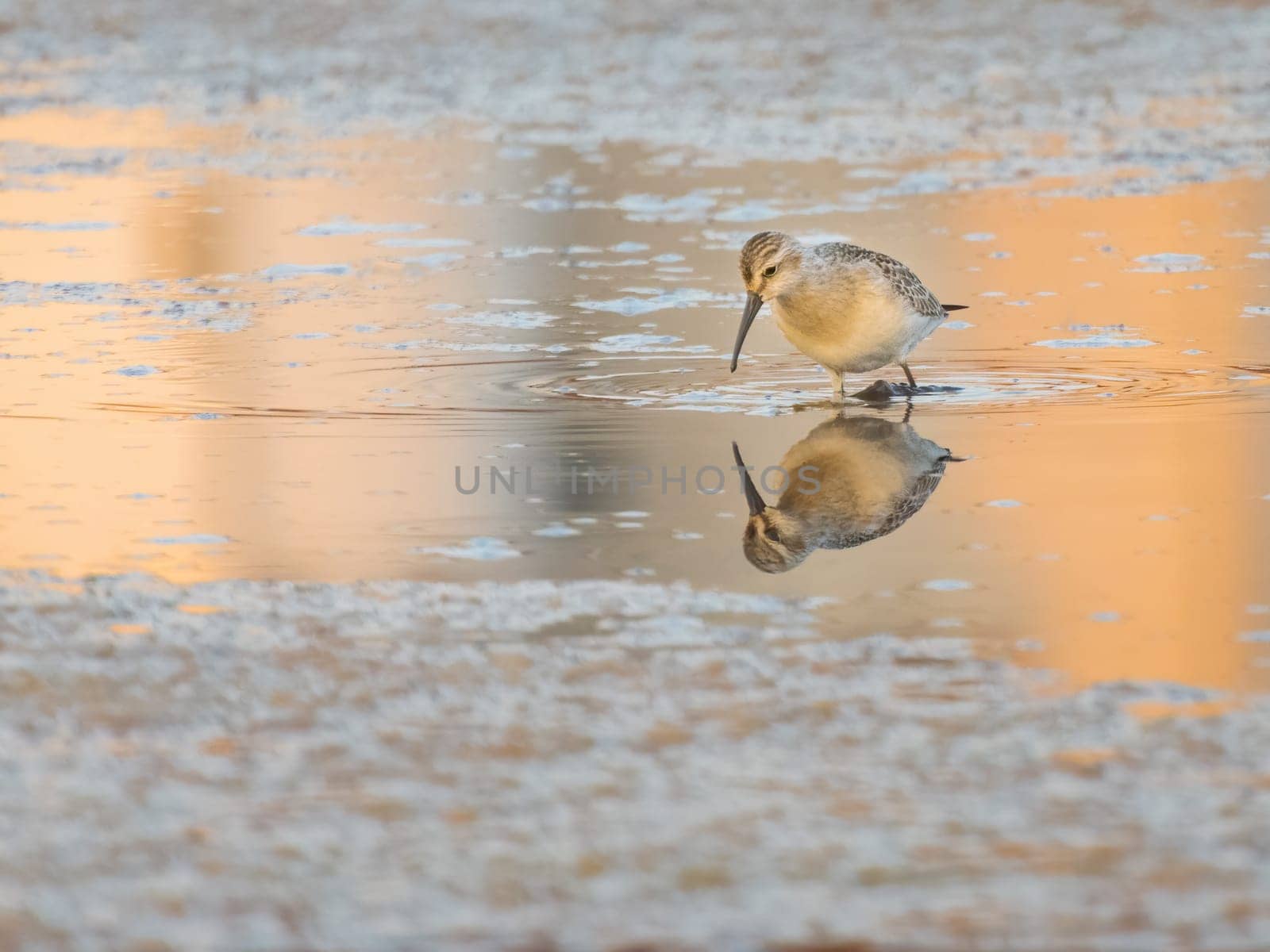 Curlew sandpiper wading in shallow water