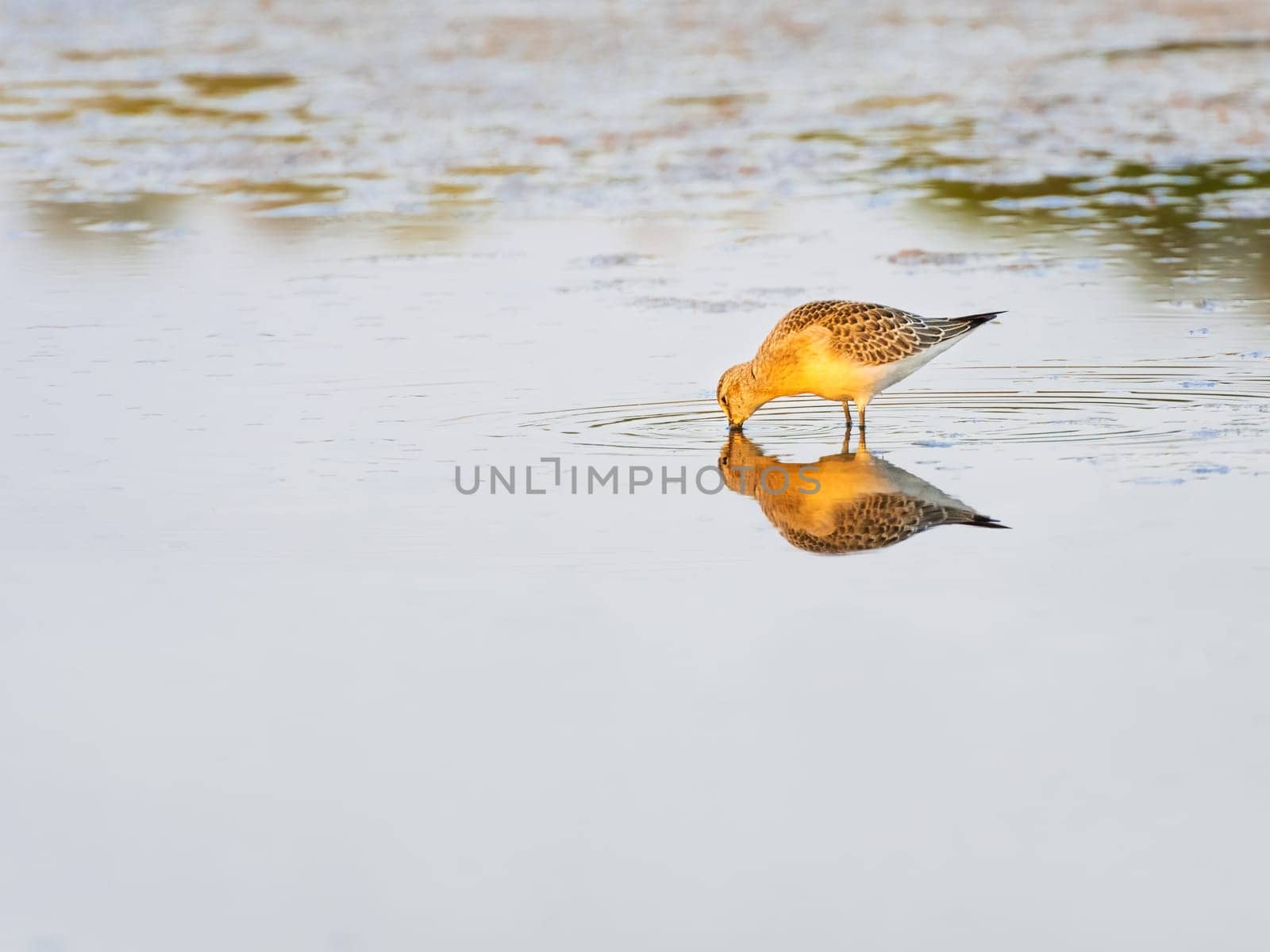 Curlew sandpiper wading in shallow water